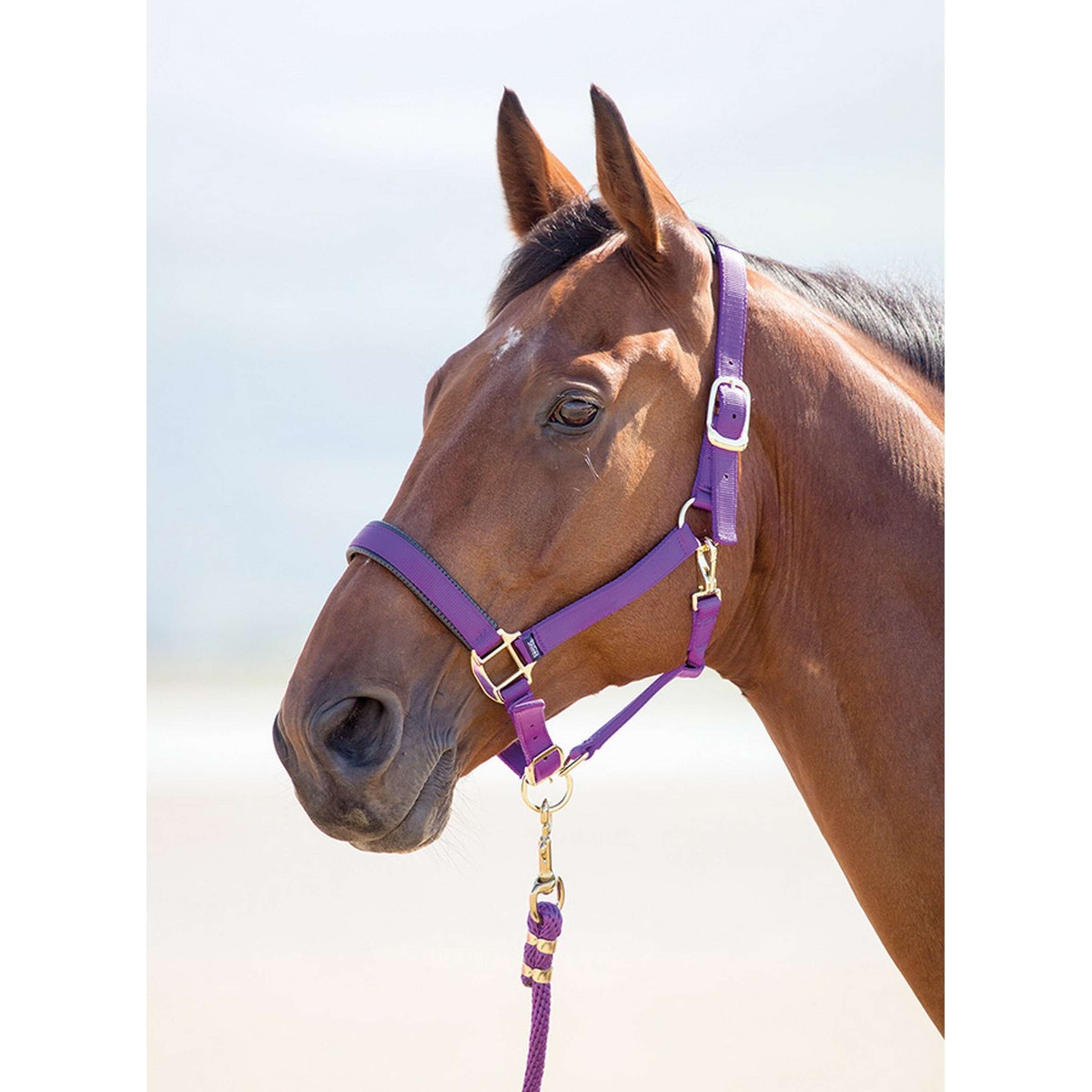 Shires Headcollar Topaz Nylon Purple