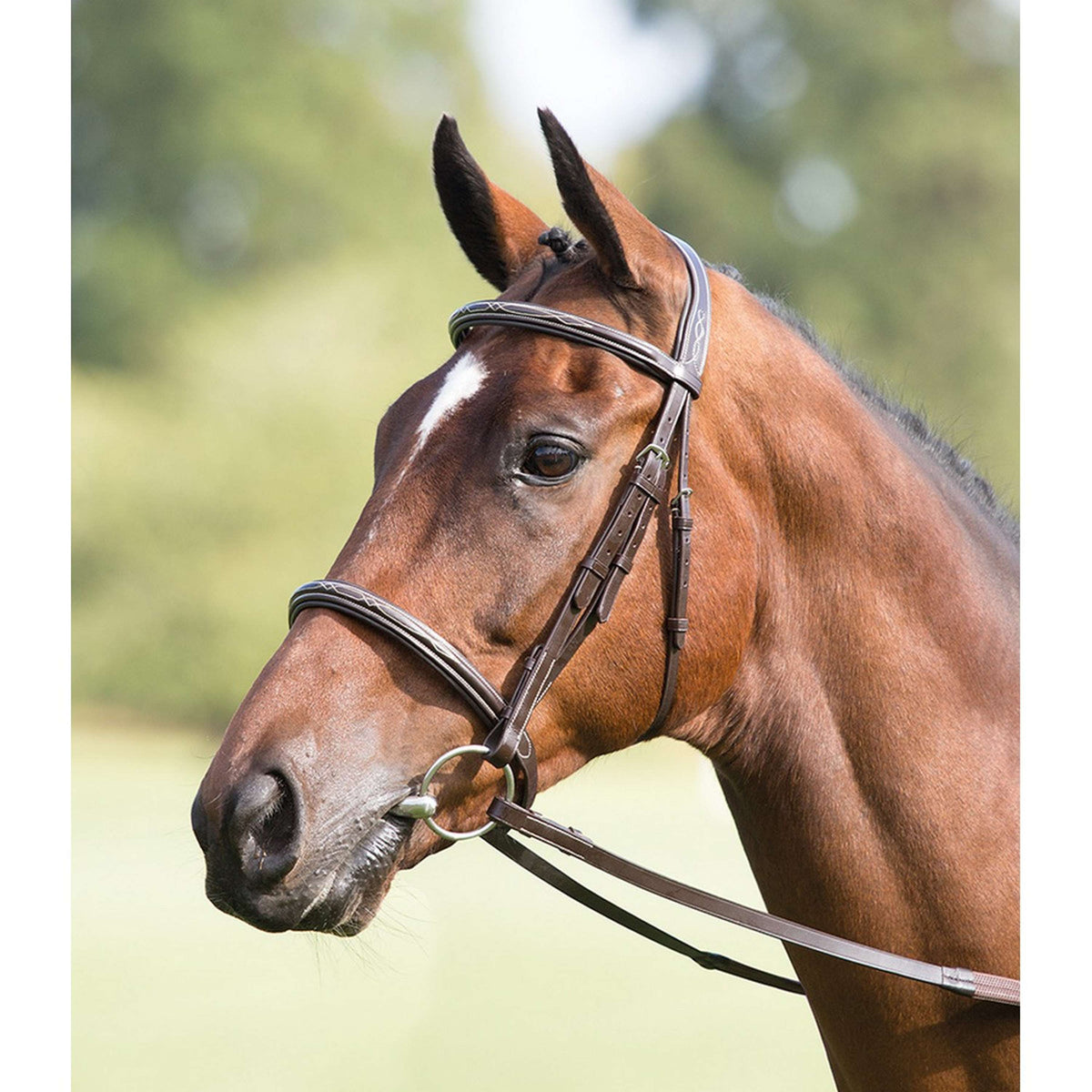 Avignon by Shires Bridle Cavesson Padded & Adjustable Havana