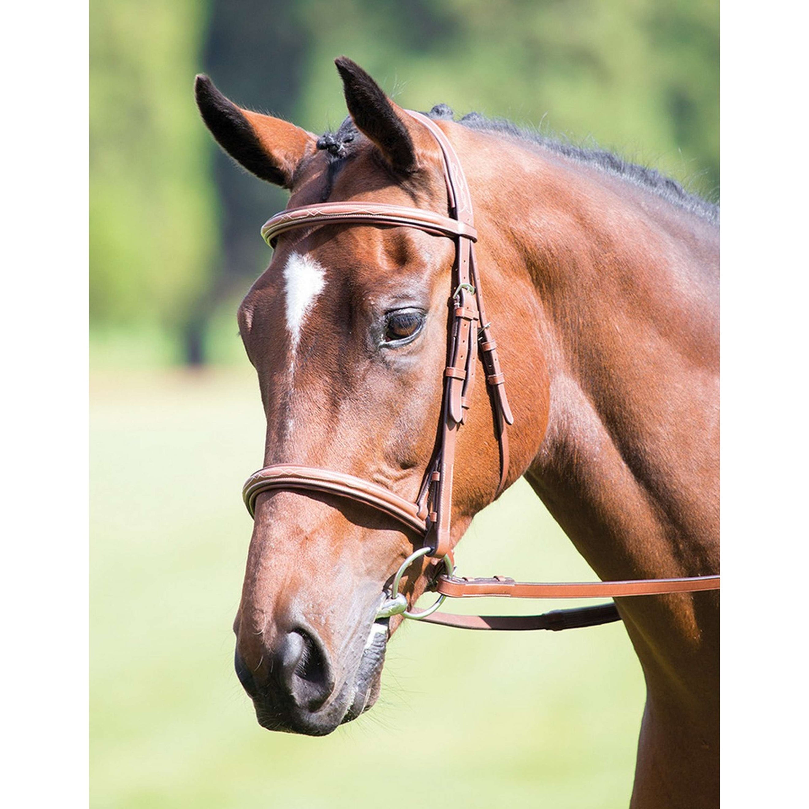 Avignon Bridle Cavesson Padded & Adjustable Oak