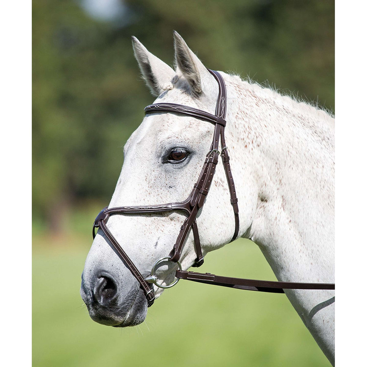 Avignon by Shires Bridle Grackle Mexican Havana