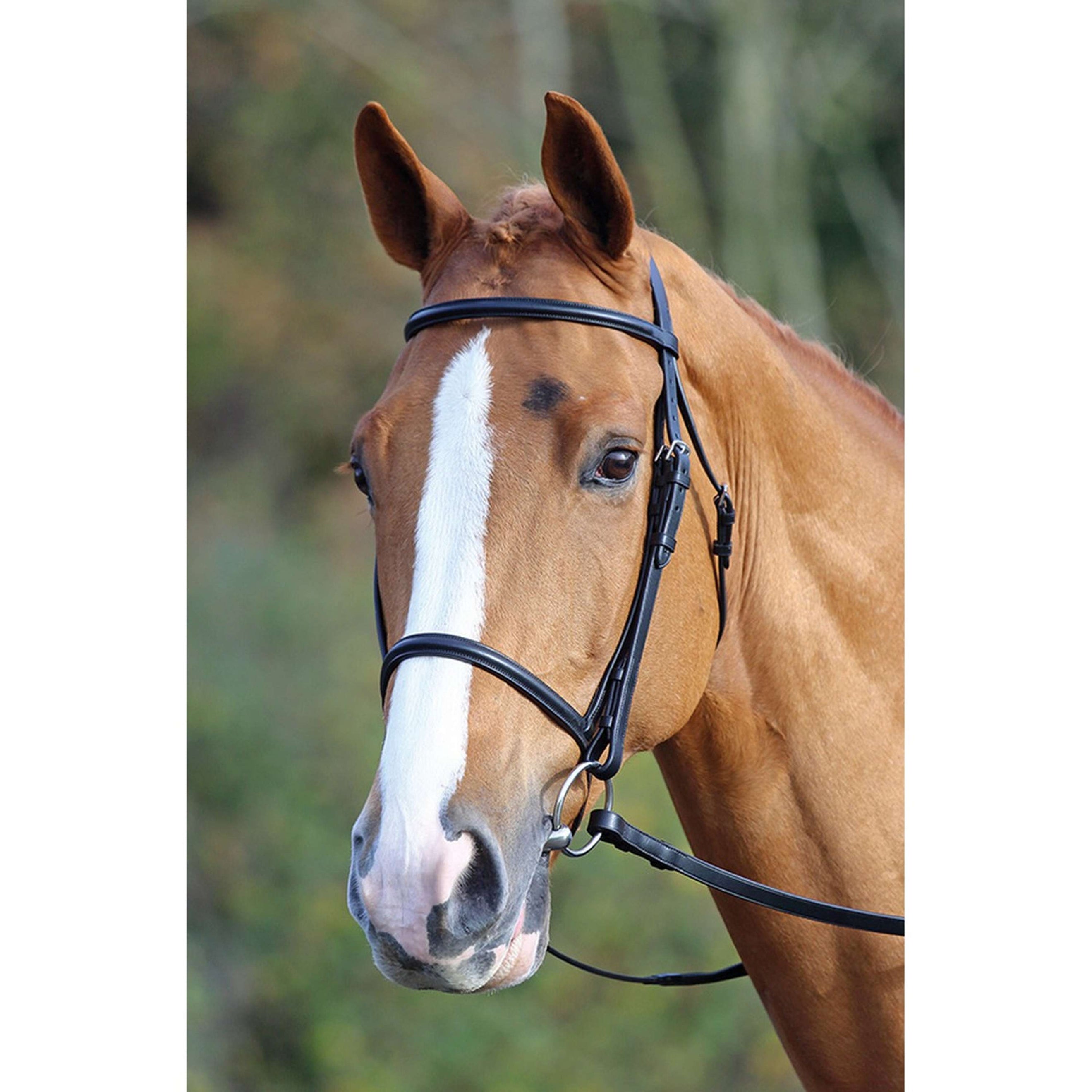 Aviemore Bridle Raised Cavesson Havana