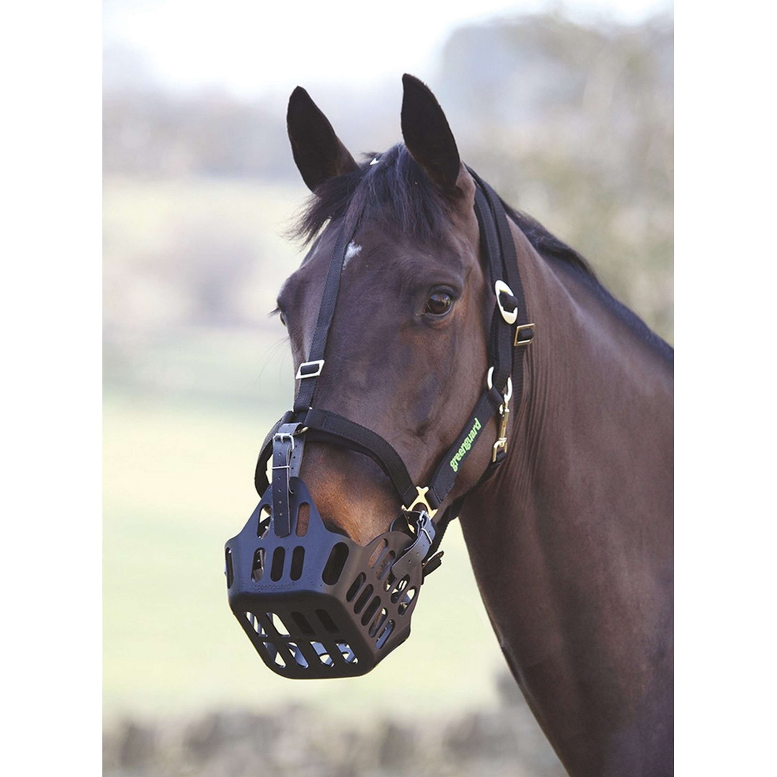 Greenguard Headcollar Black