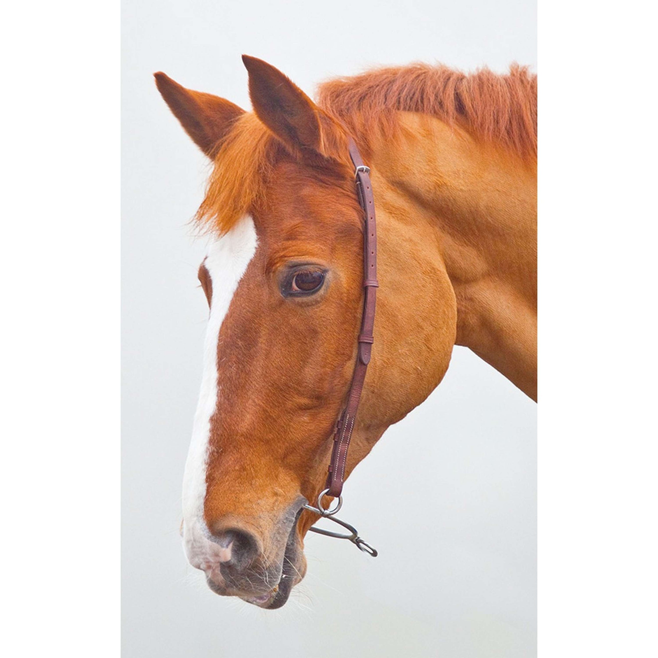 Blenheim Bit Strap Chifney Black Blenheim Bit Strap Chifney Black