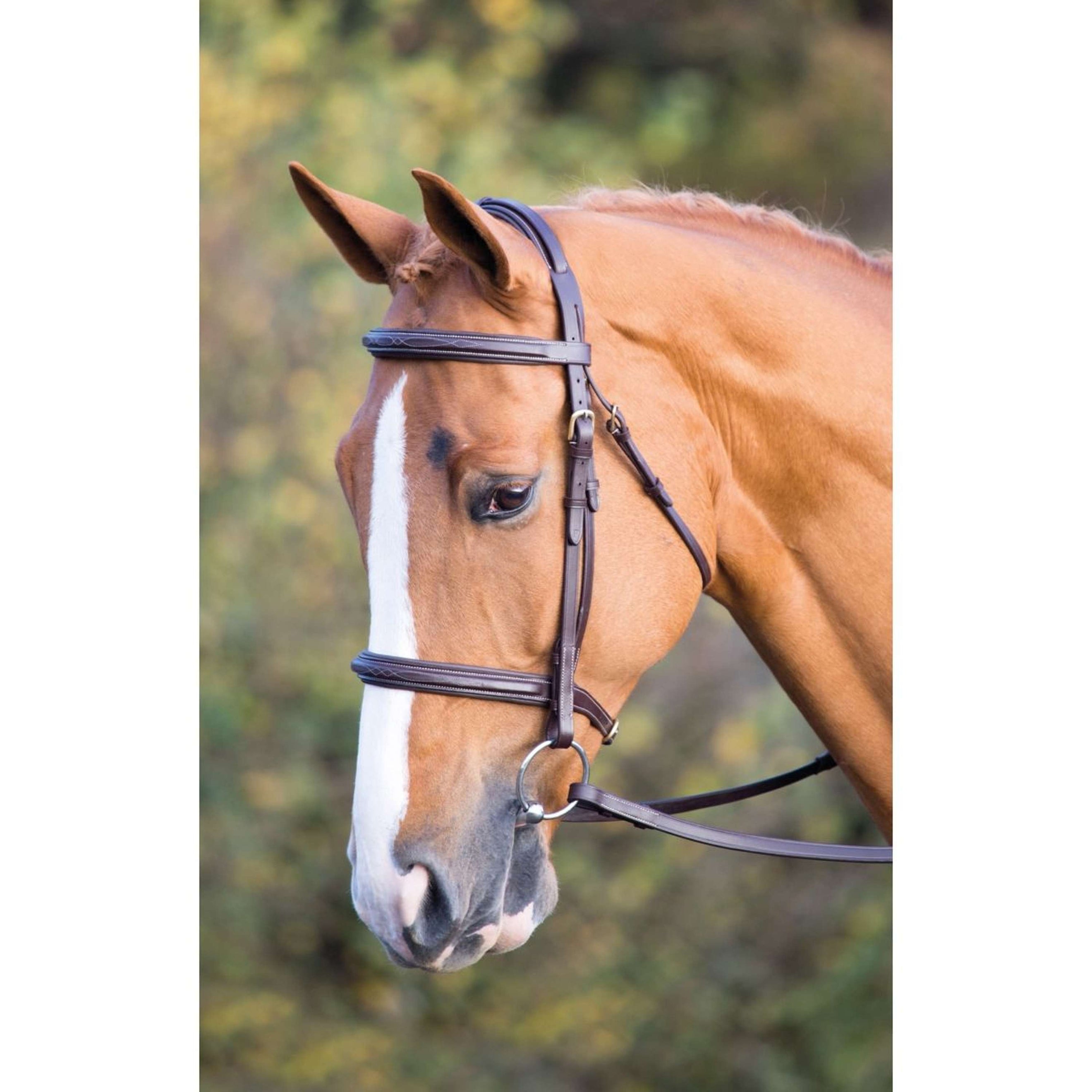 Salisbury Bridle Fairford Australian Nut