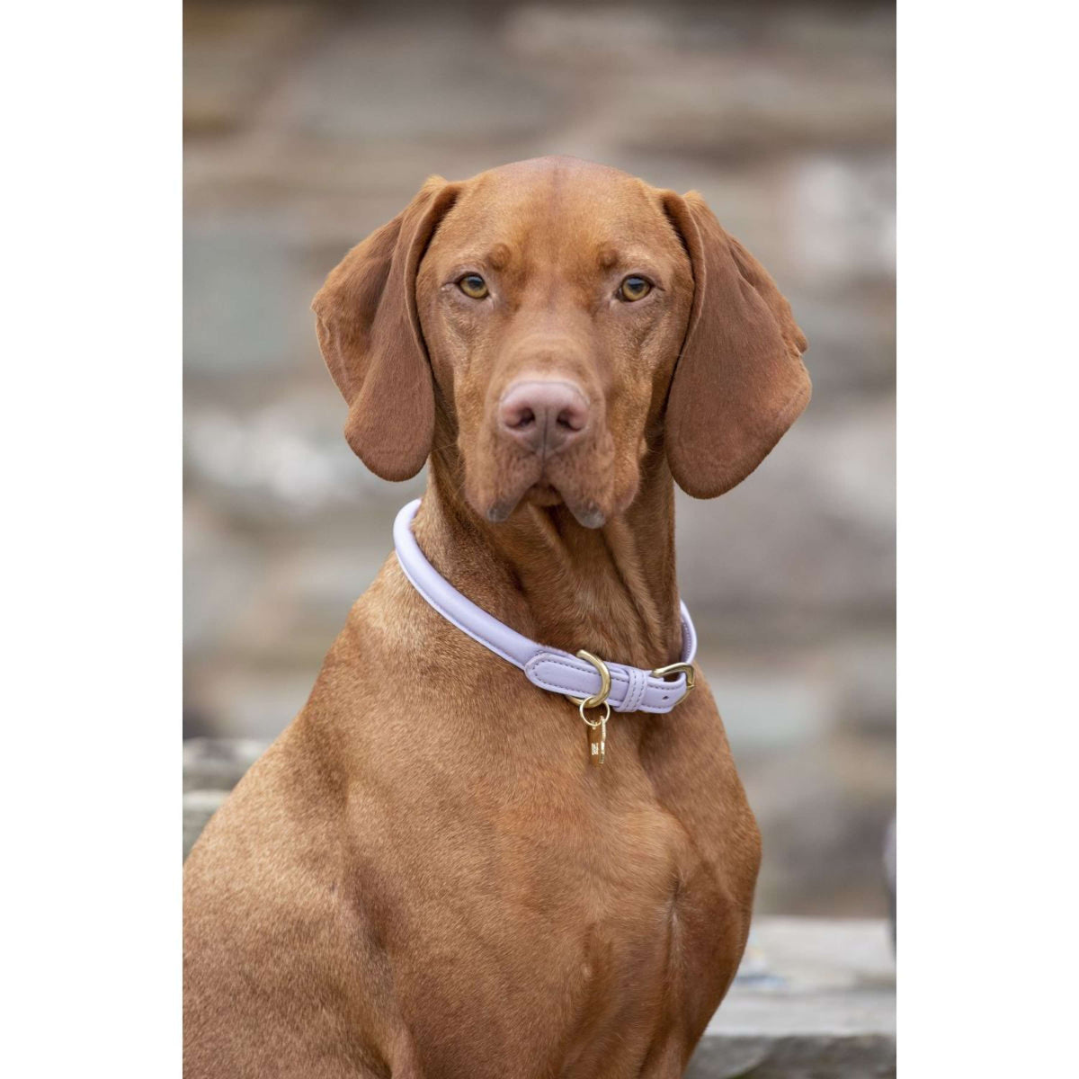 Digby & Fox Collar Rolled Lilac