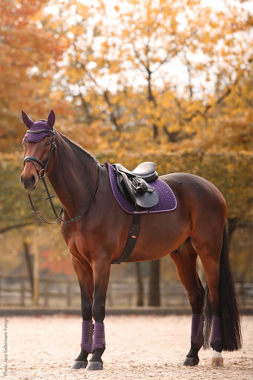 Schockemöhle Saddlepad SPCeramica Dressage Dark Purple