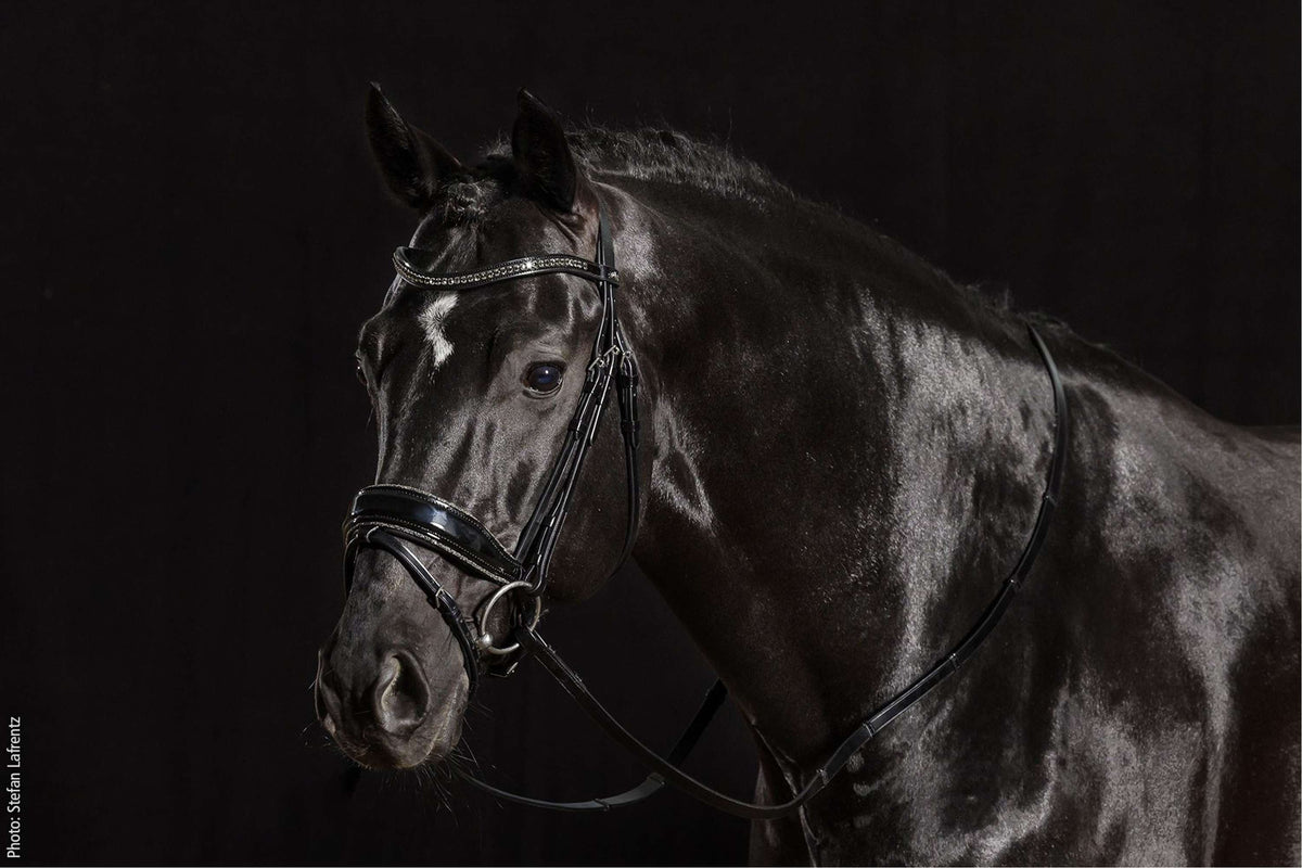 Schockemöhle Bridle Stanford Glam Black/Patent/Silver