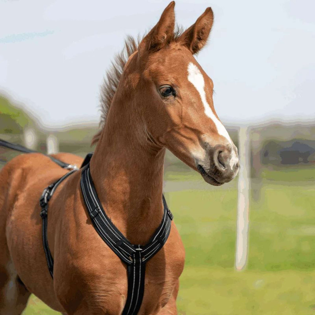 Sprenger Foal Harness Black