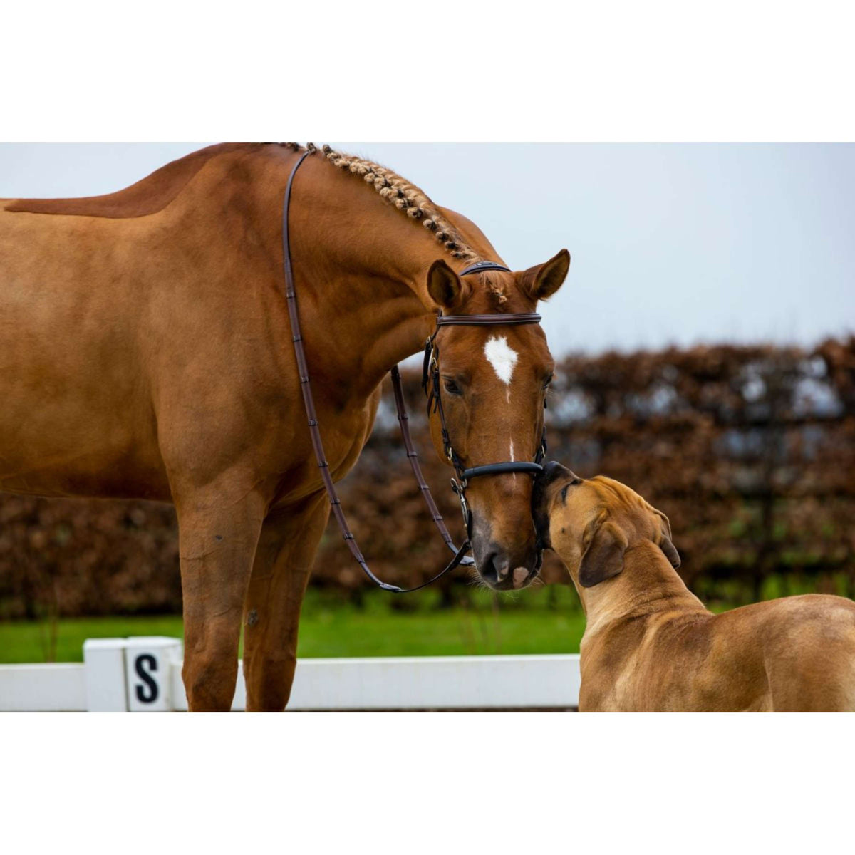 Trust Bridle Hickstead Brown/Silver