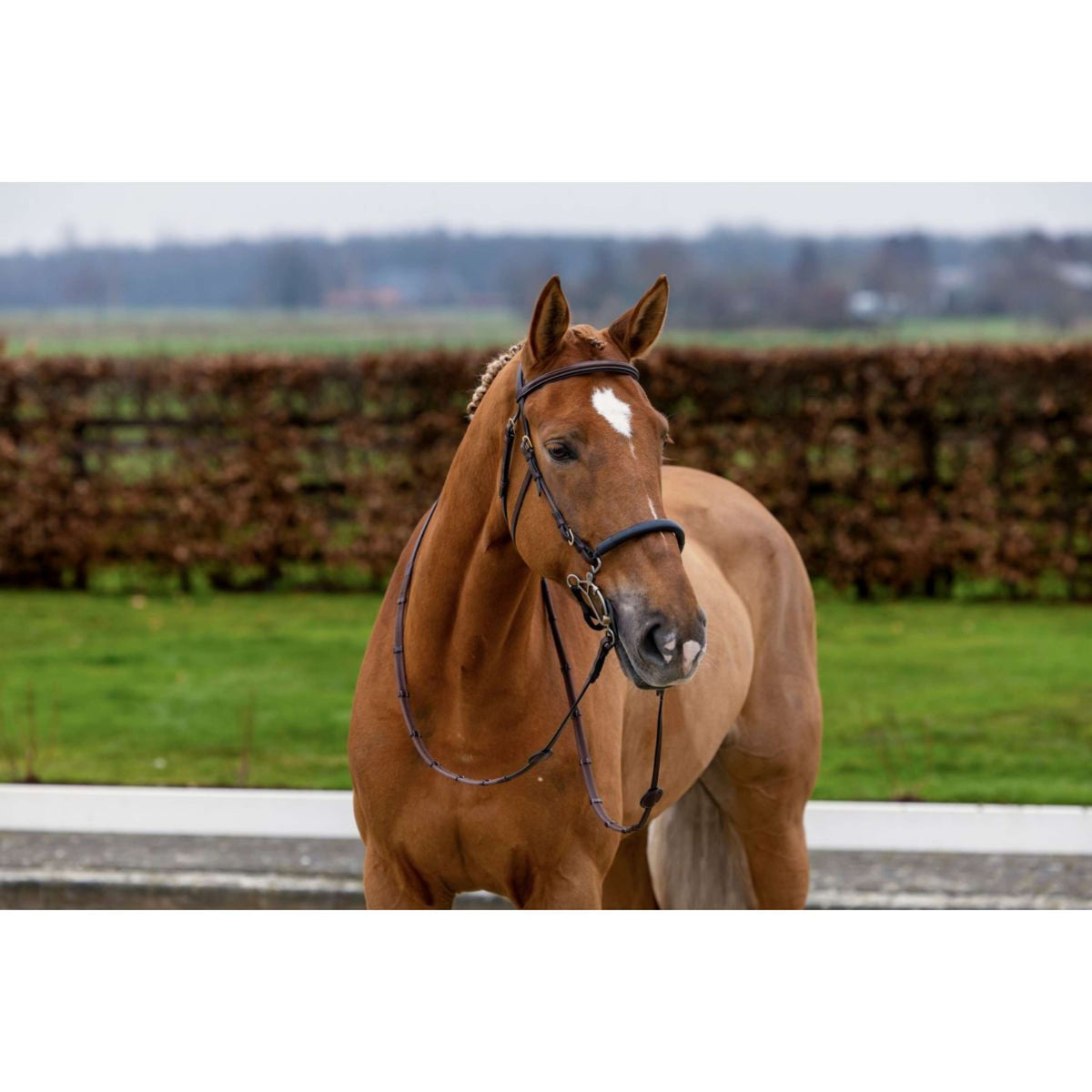 Trust Bridle Hickstead Brown/Silver