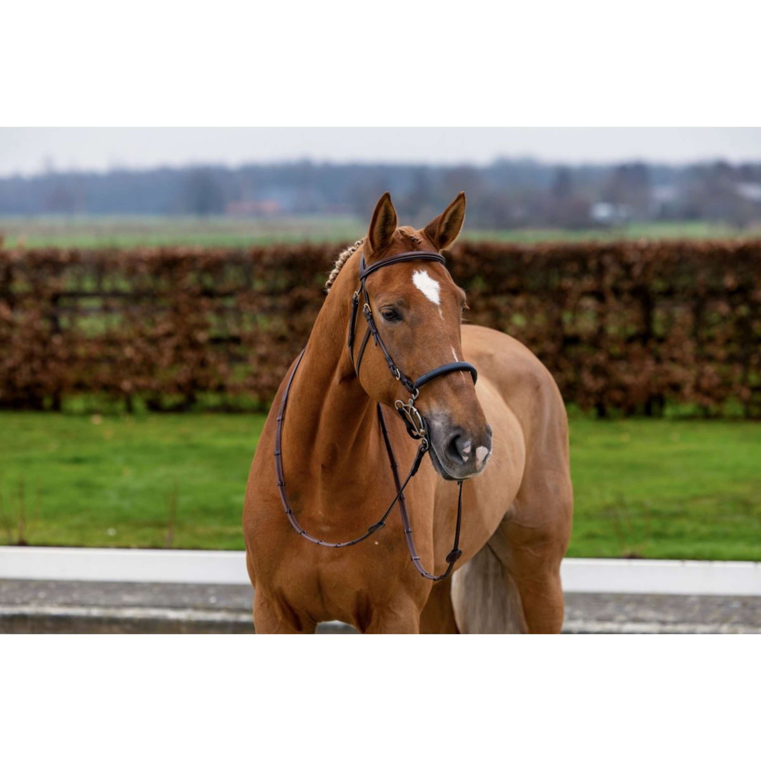 Trust Bridle Hickstead Black/Silver