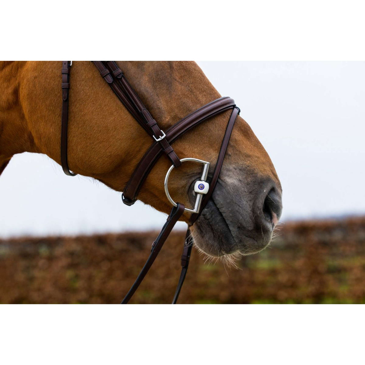 Trust Bridle Knokke brown/gold