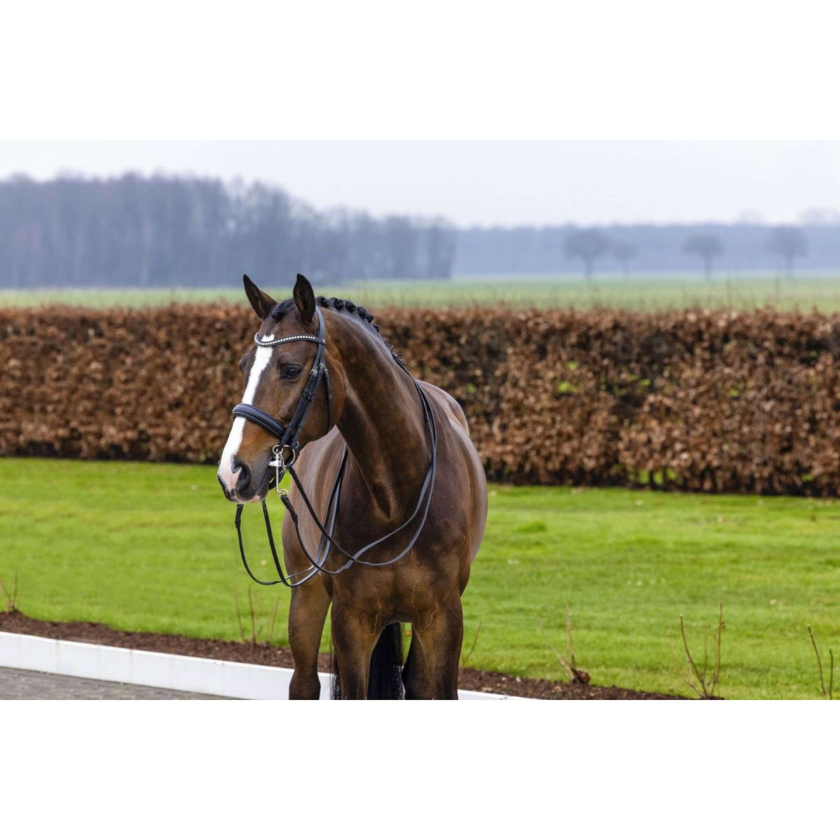 Trust Double Bridle Wellington Black/Silver