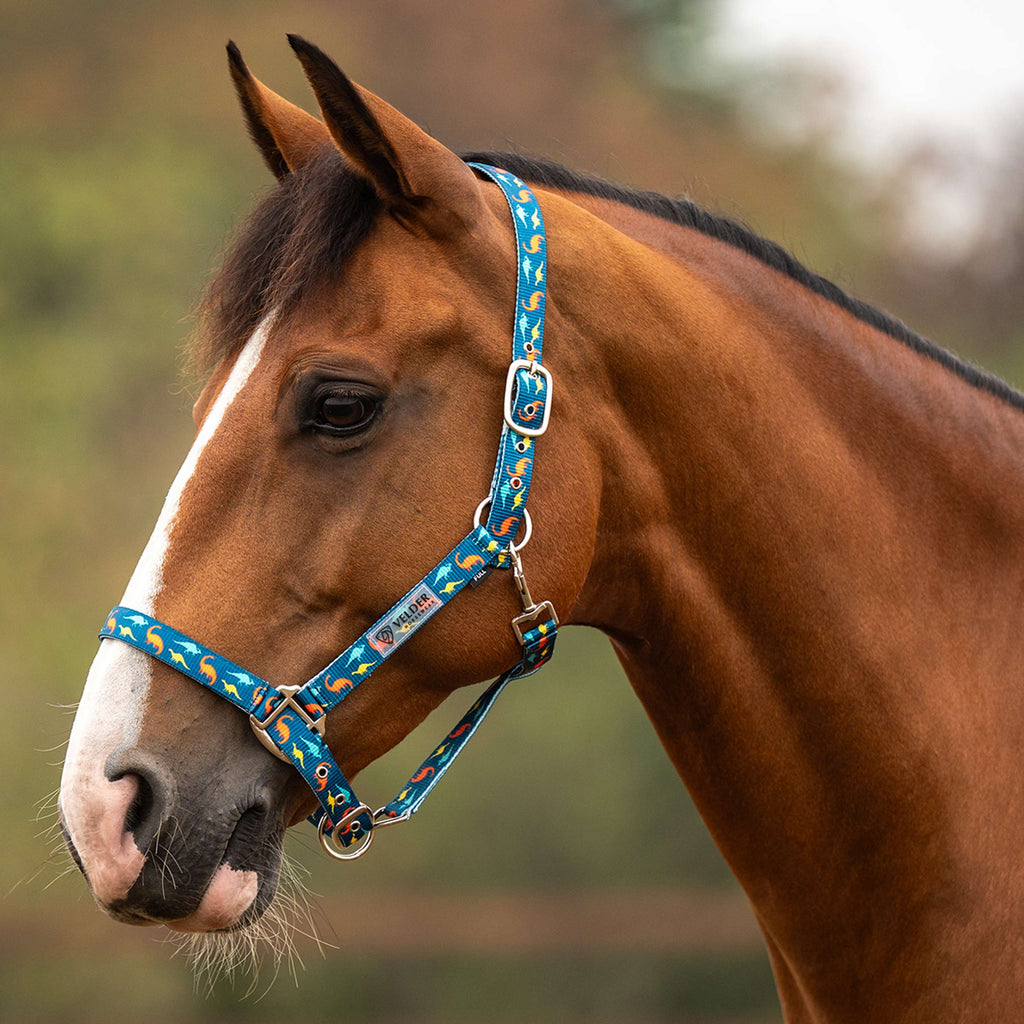 Velder Horsewear Essentials Head Collar Dino Blue/Orange