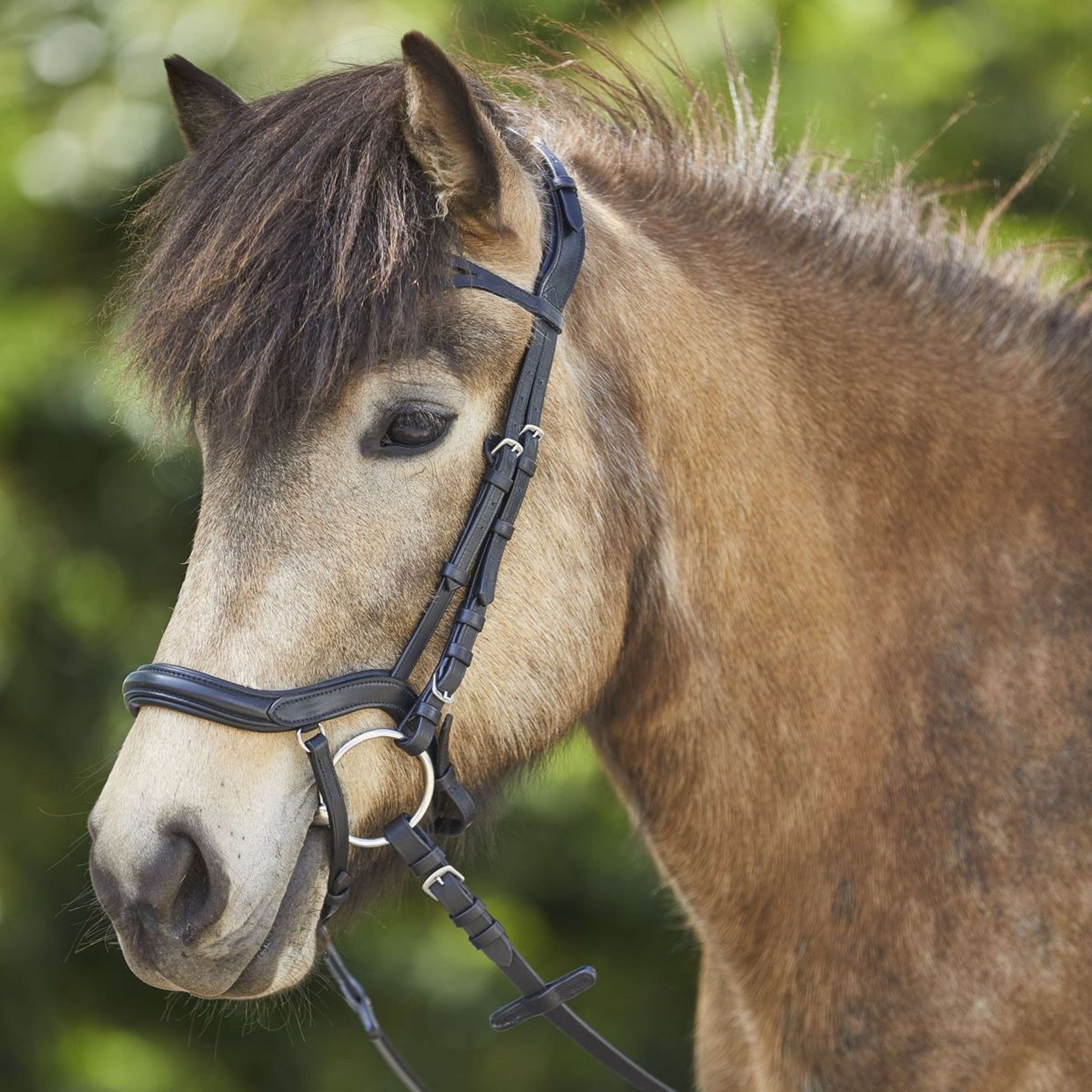 Waldhausen Icelandic Bridle Anatomic Black