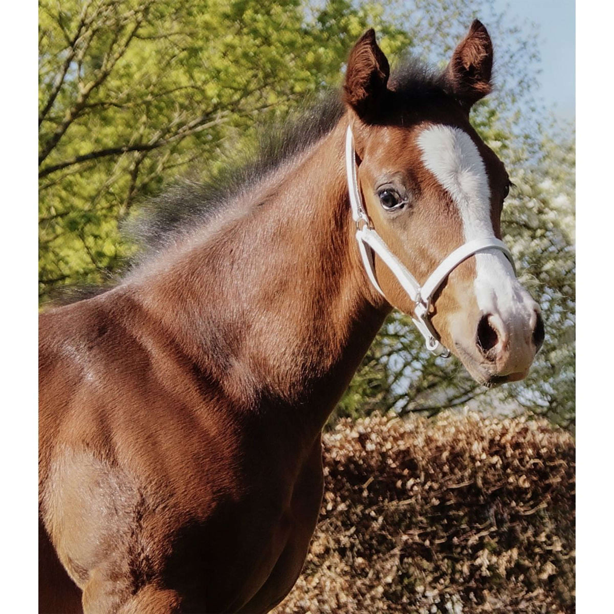 Star Vorführhalfter Foal White