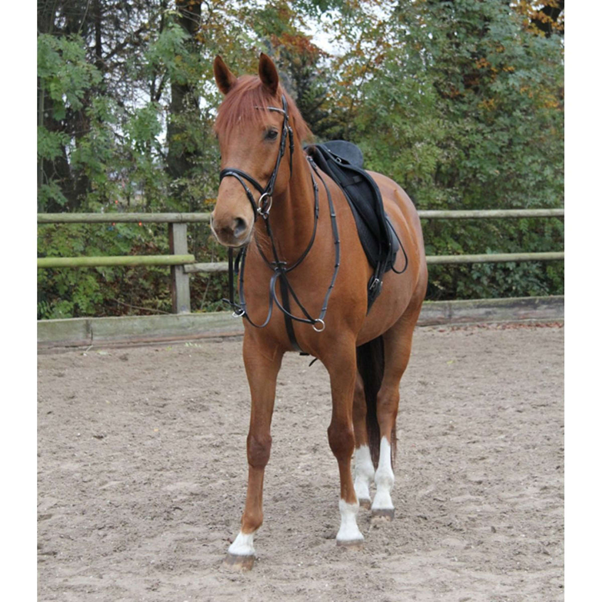 Star Martingale Black