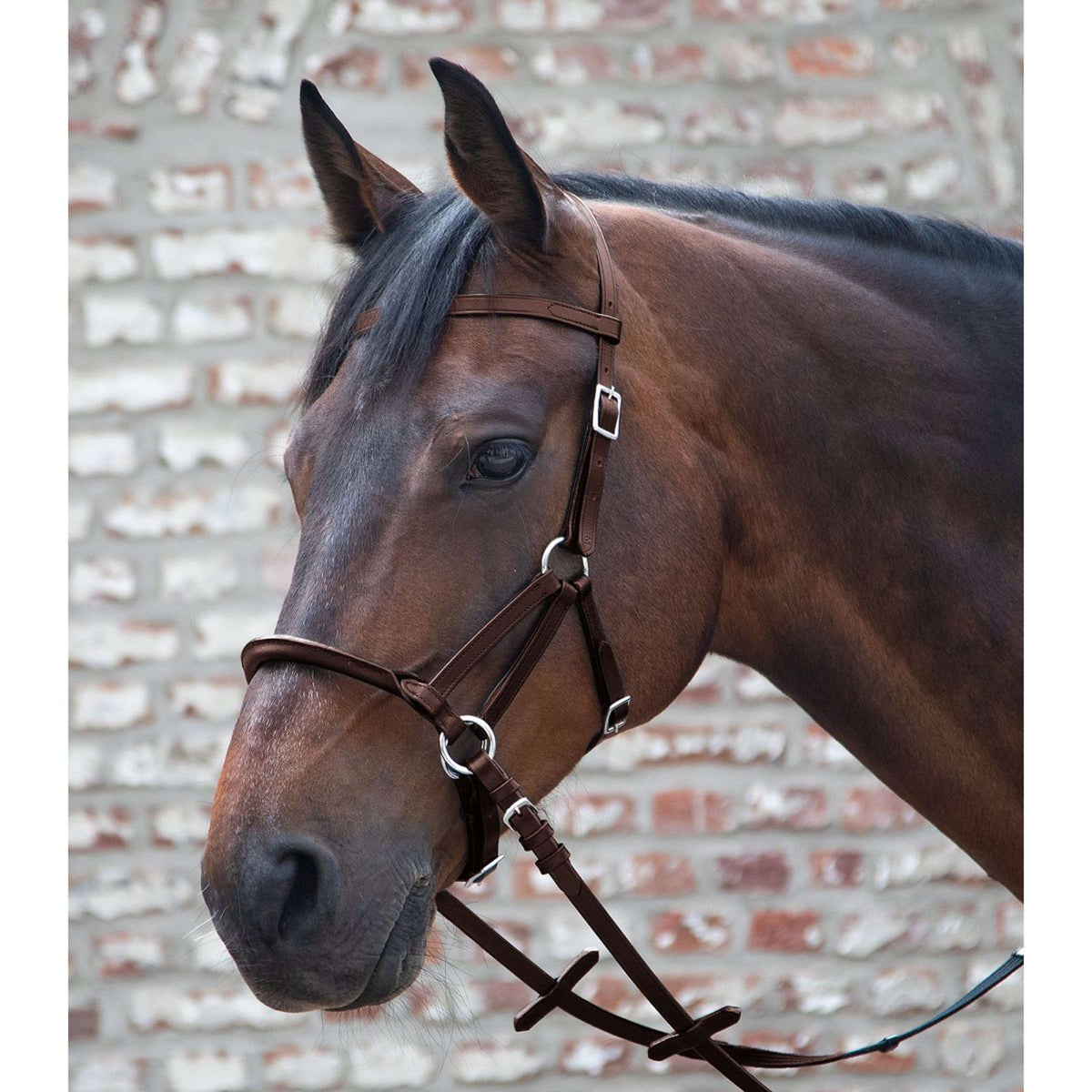 Waldhausen Bitless Bridle Linda Tellington Jones Brown