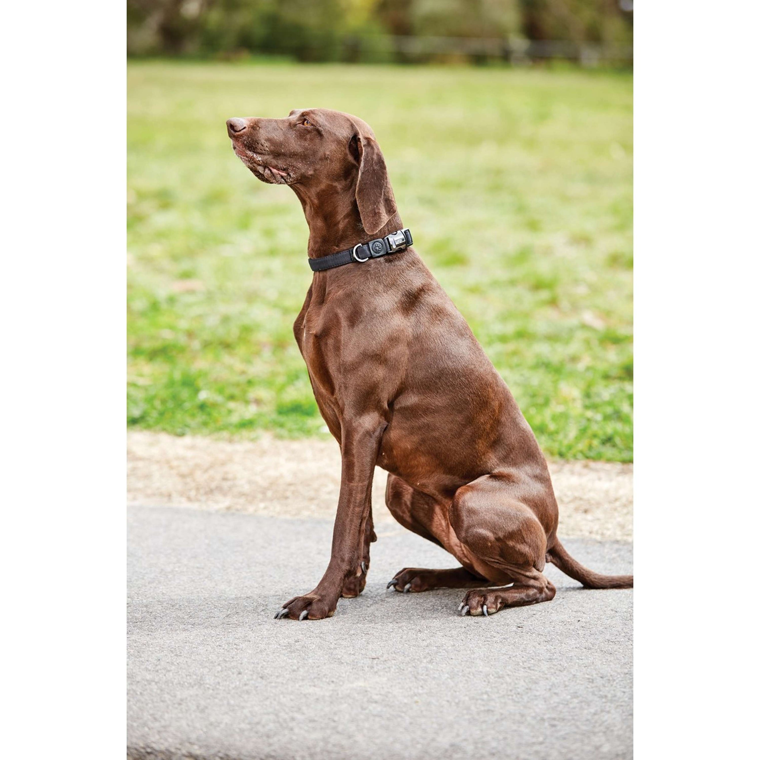 WeatherBeeta Dog Collar Elegance Black