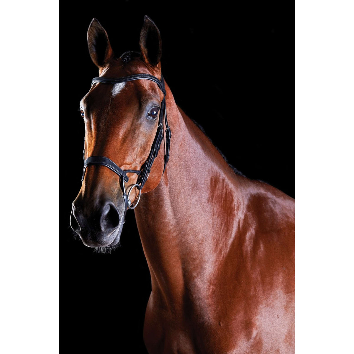 Collegiate Bridle Comfitec Training Brown