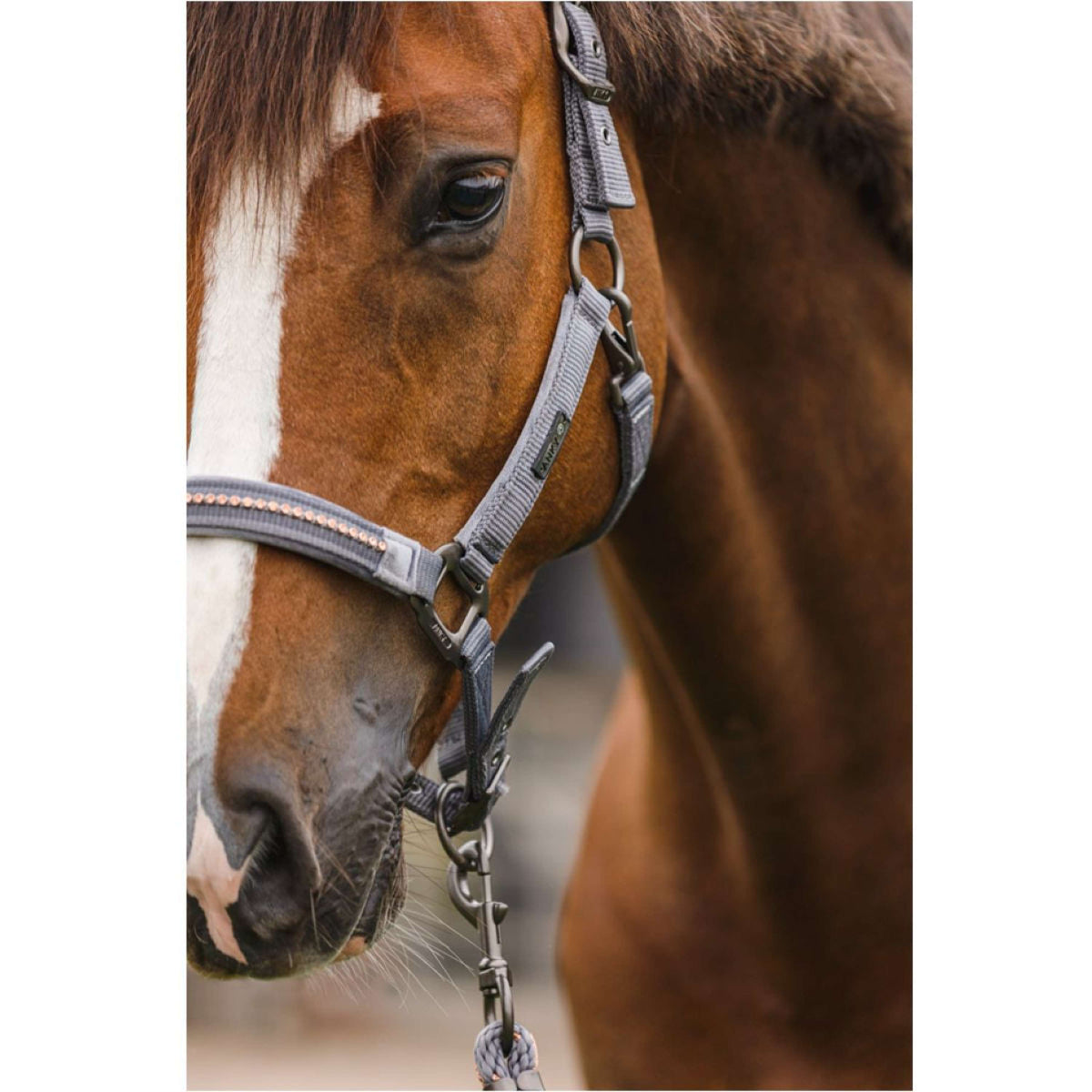 ANKY Head Collar Set Stones Steel Grey