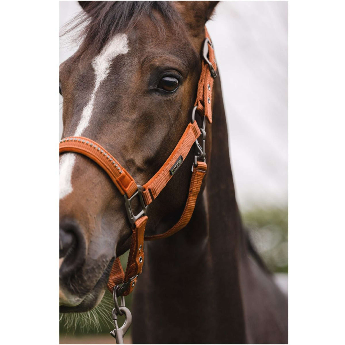 ANKY Head Collar Set Stones Rust