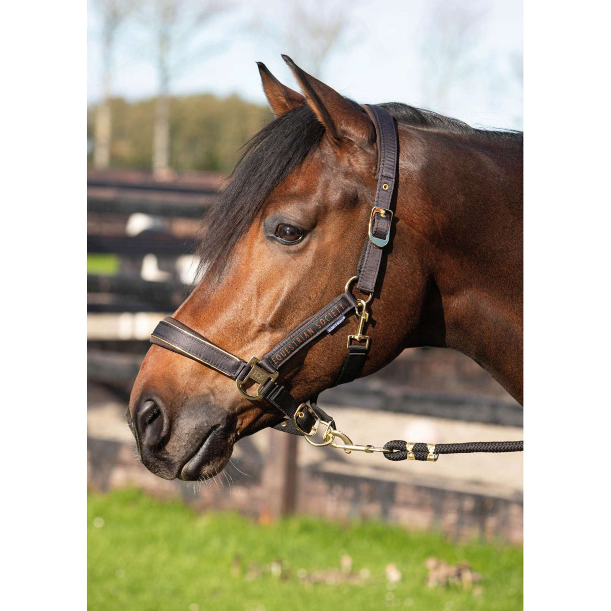 Harry's Horse Head Collar Set Kirchberg Jet Black