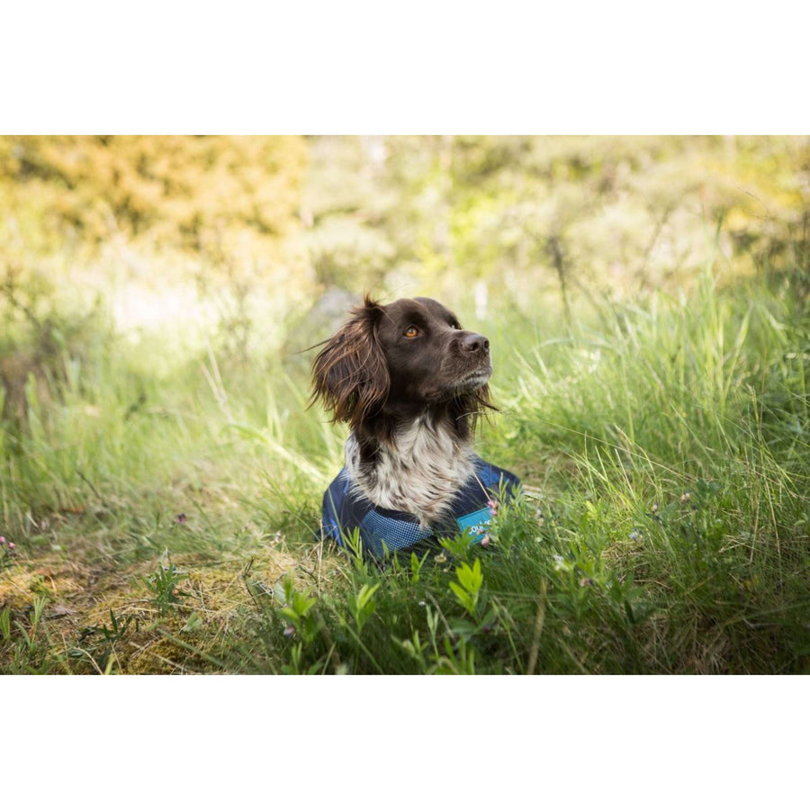 Cool on Track Dog Coat 2.0 Blue