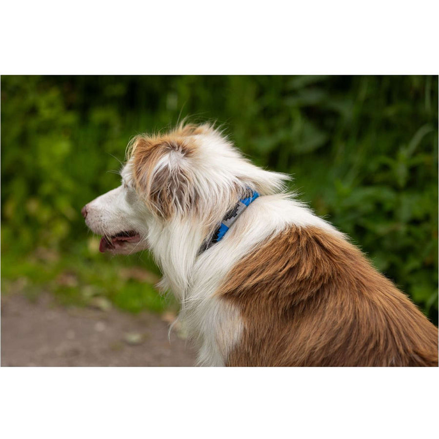 BR Dog Collar Blue/Grey