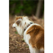 BR Dog Collar Brown/Grey