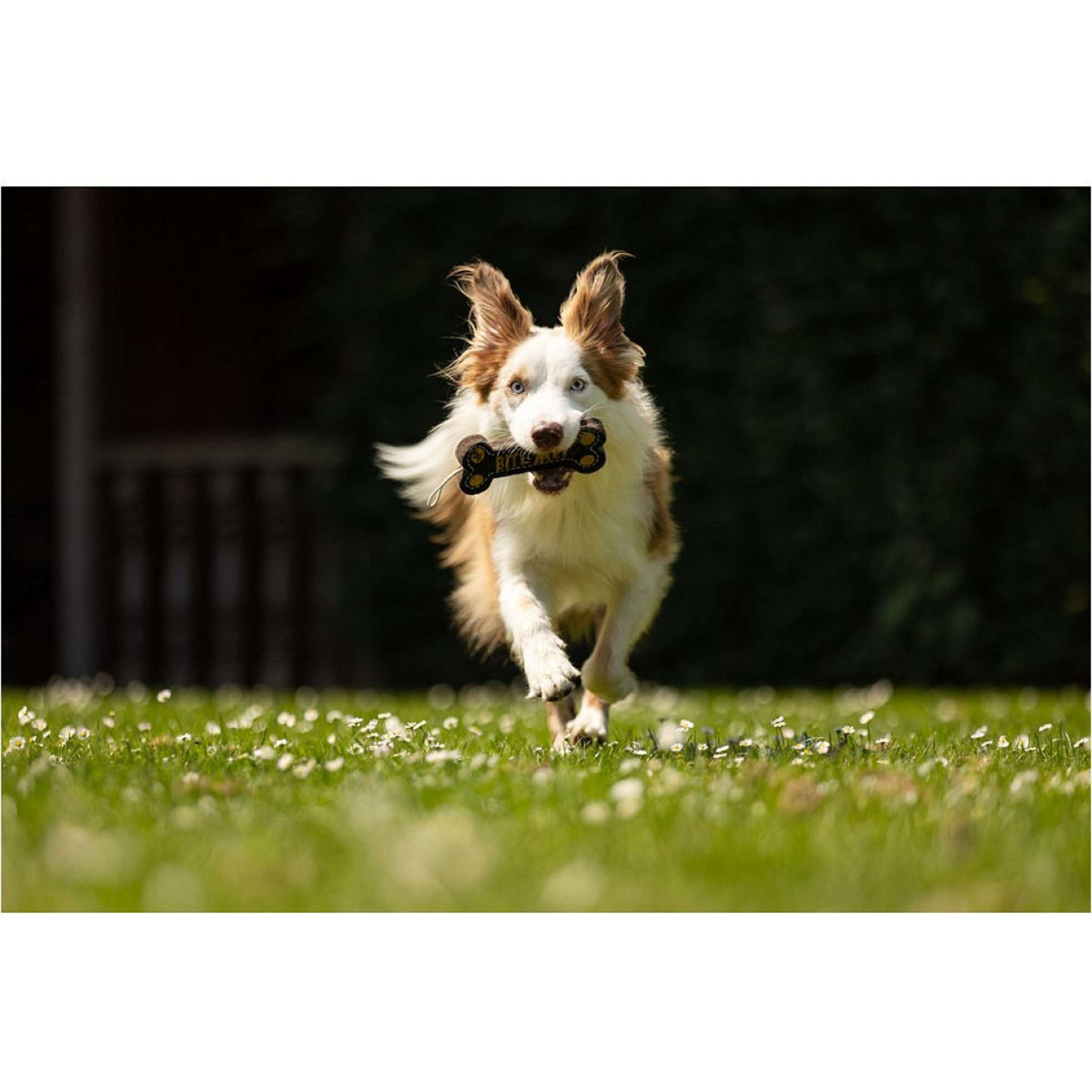 BR Dog Toy Bone BR Dog Toy Bone