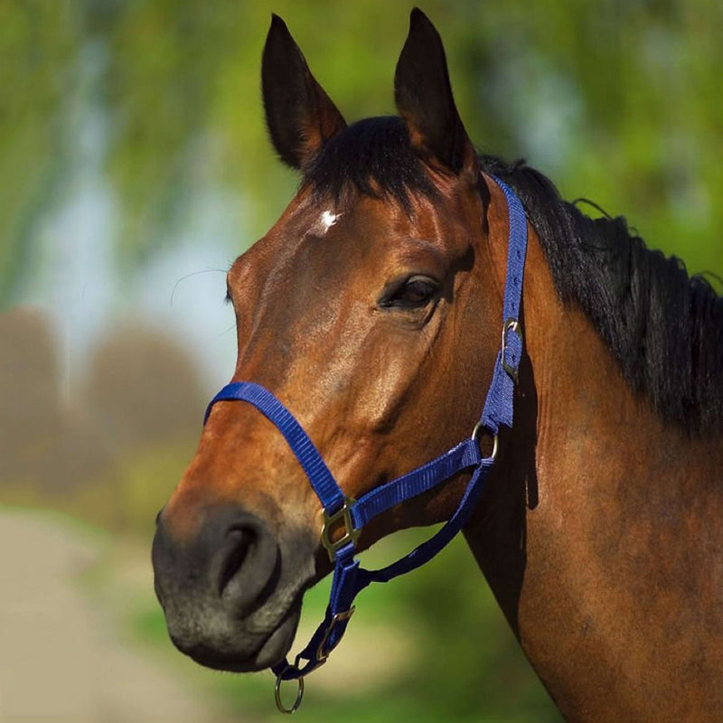 Riding World Halter Navy