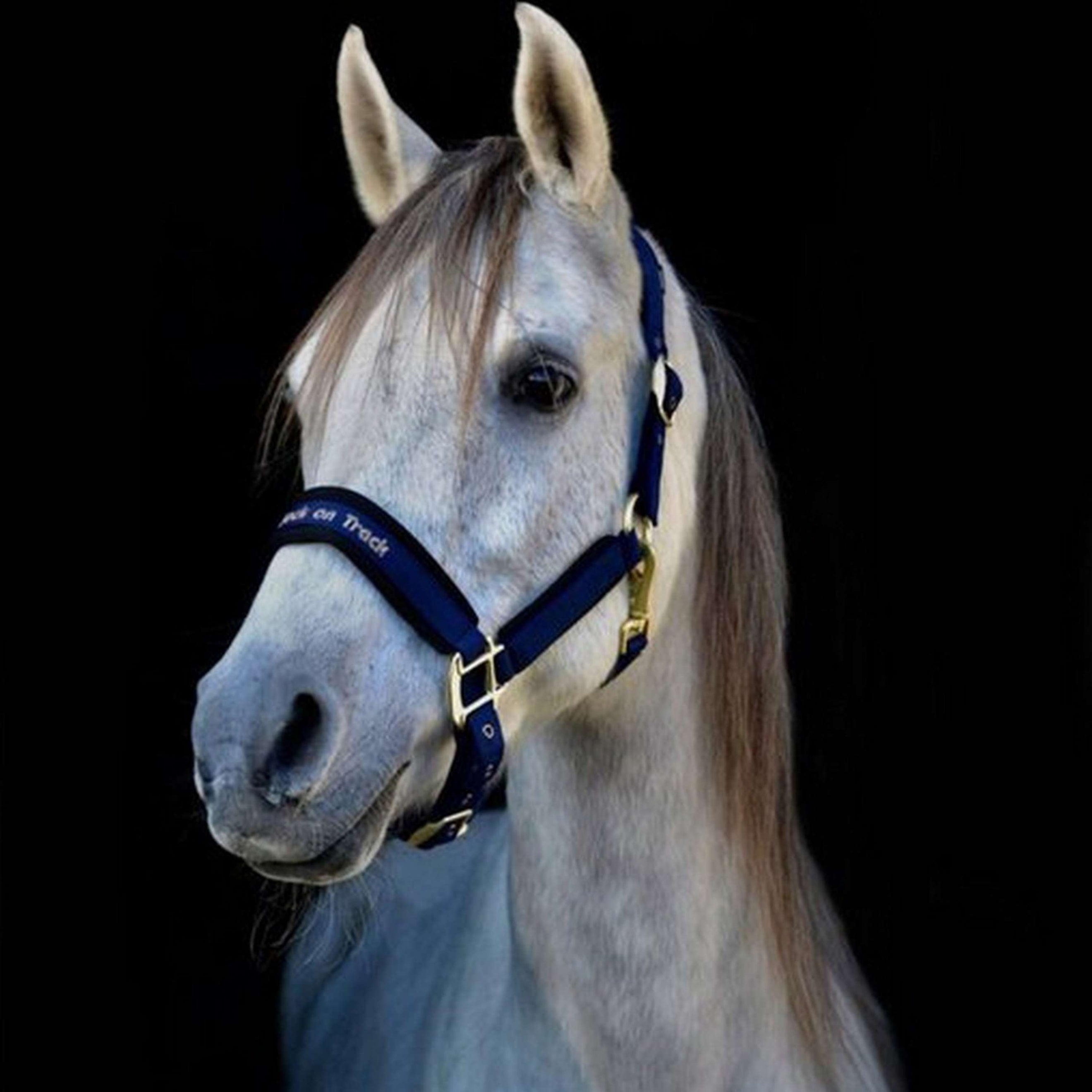 Back on Track Halter Werano Blue Back on Track Halter Werano Blue