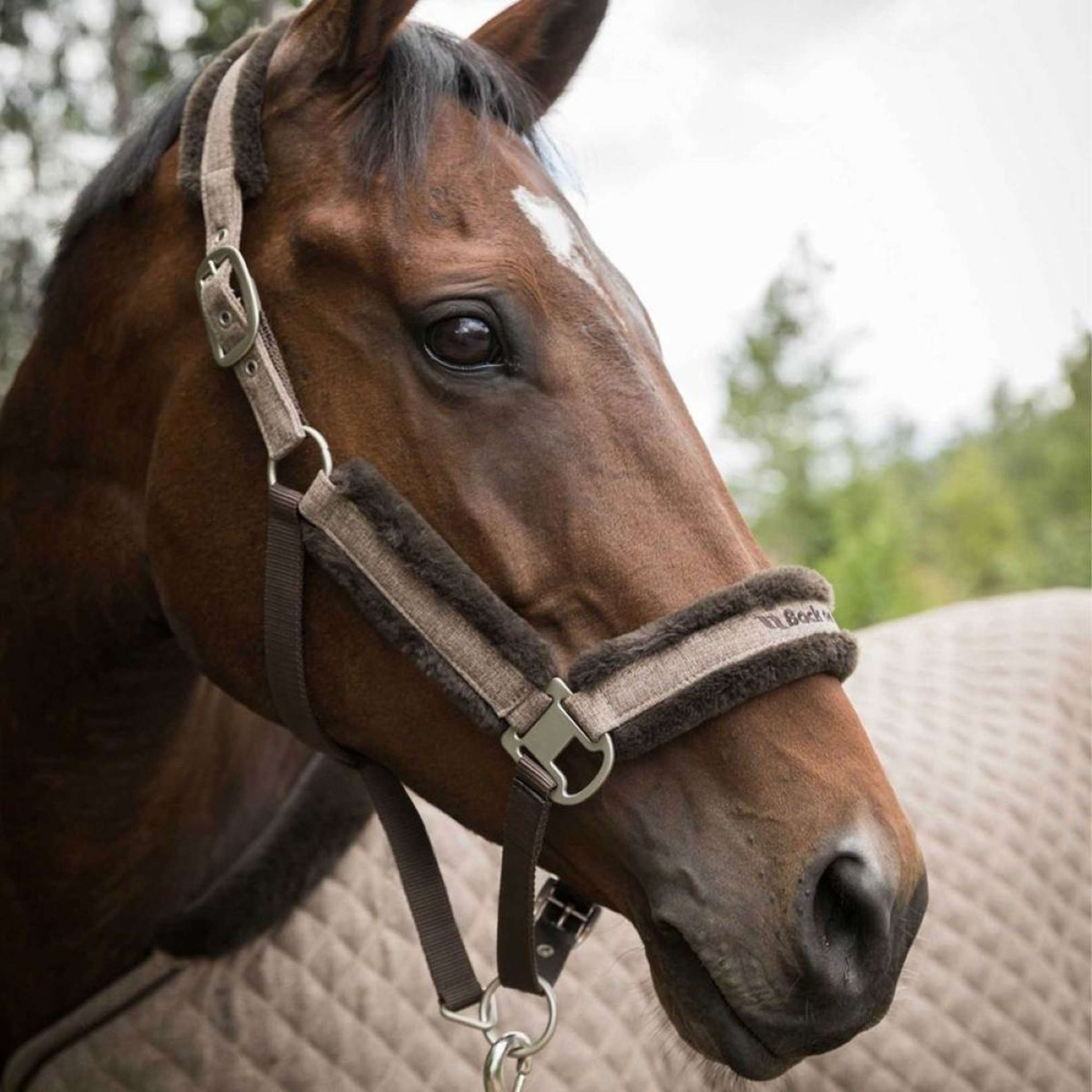 Back on Track Head Collar Haze Brown Back on Track Head Collar Haze Brown