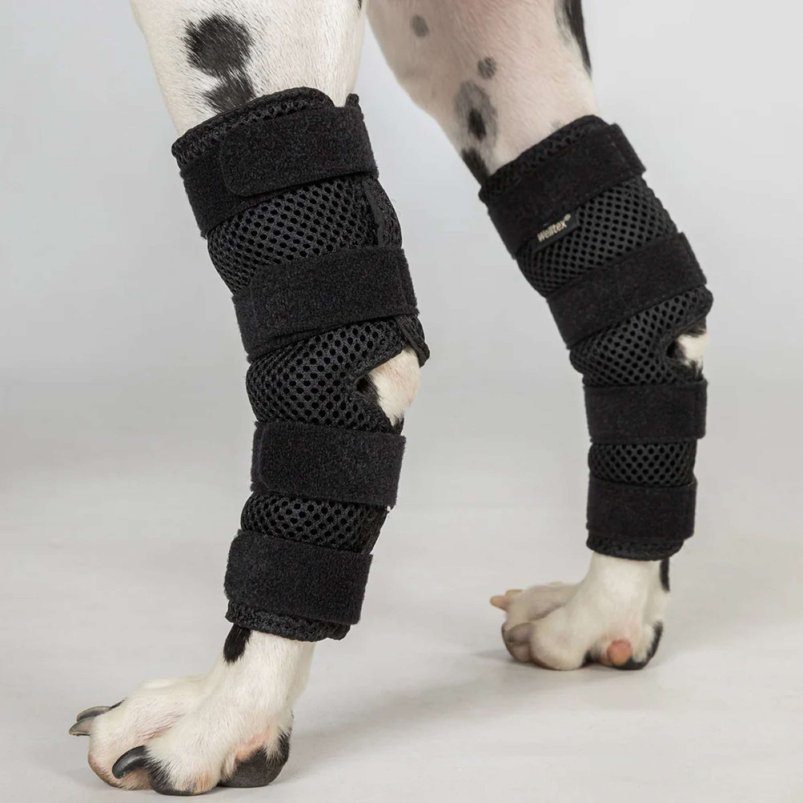 Back on Track Hock Protector Dixie Dog Black