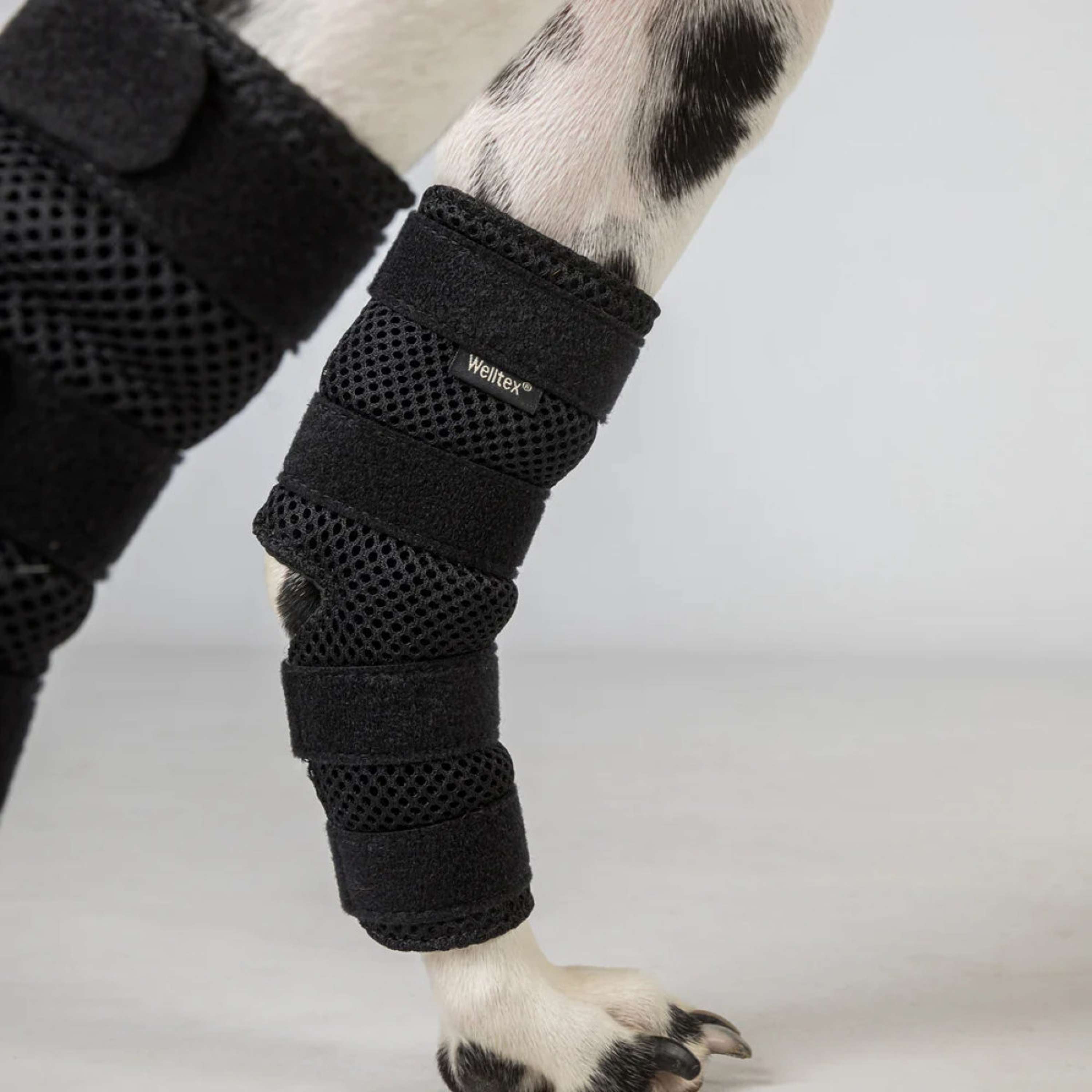 Back on Track Hock Protector Dixie Dog Black