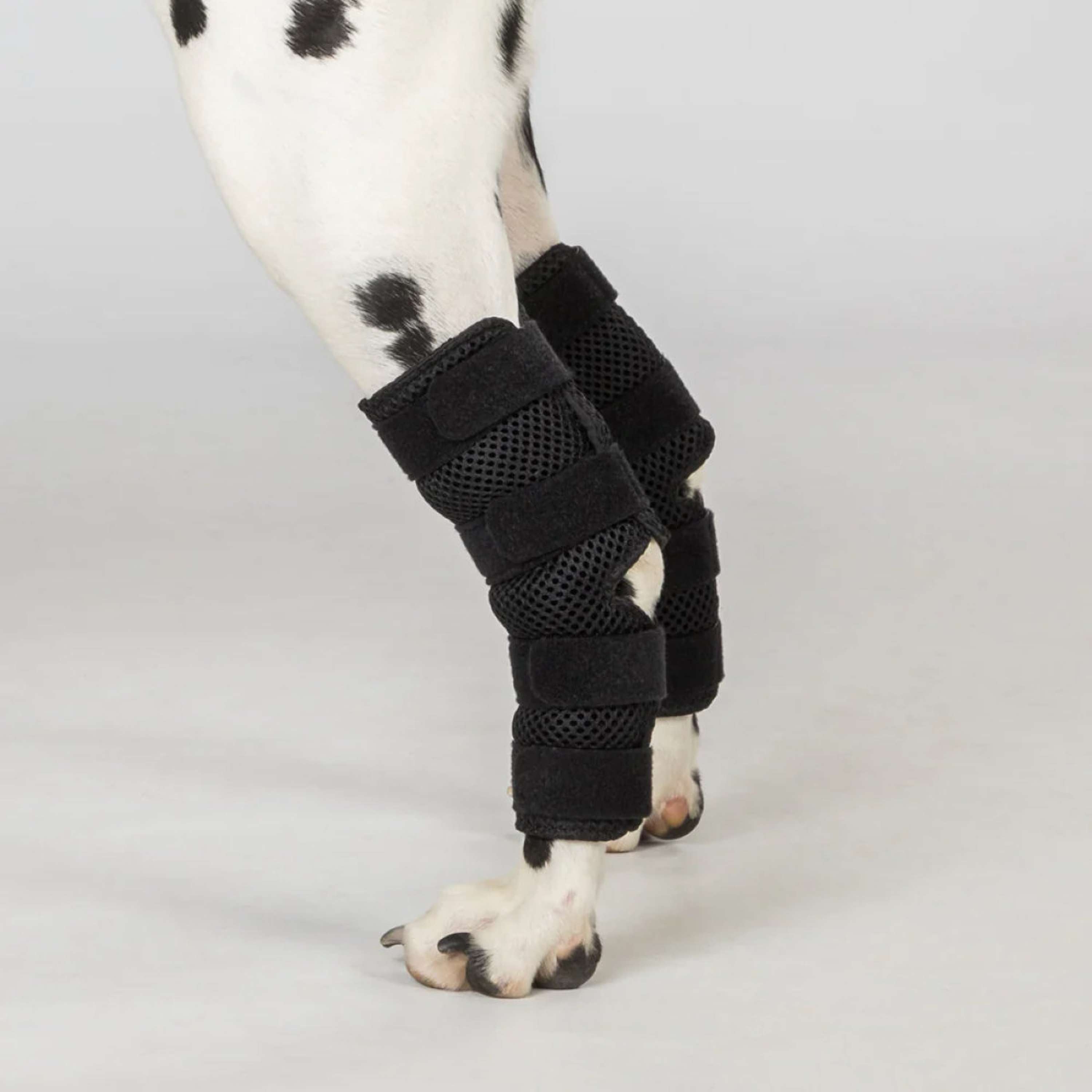 Back on Track Hock Protector Dixie Dog Black
