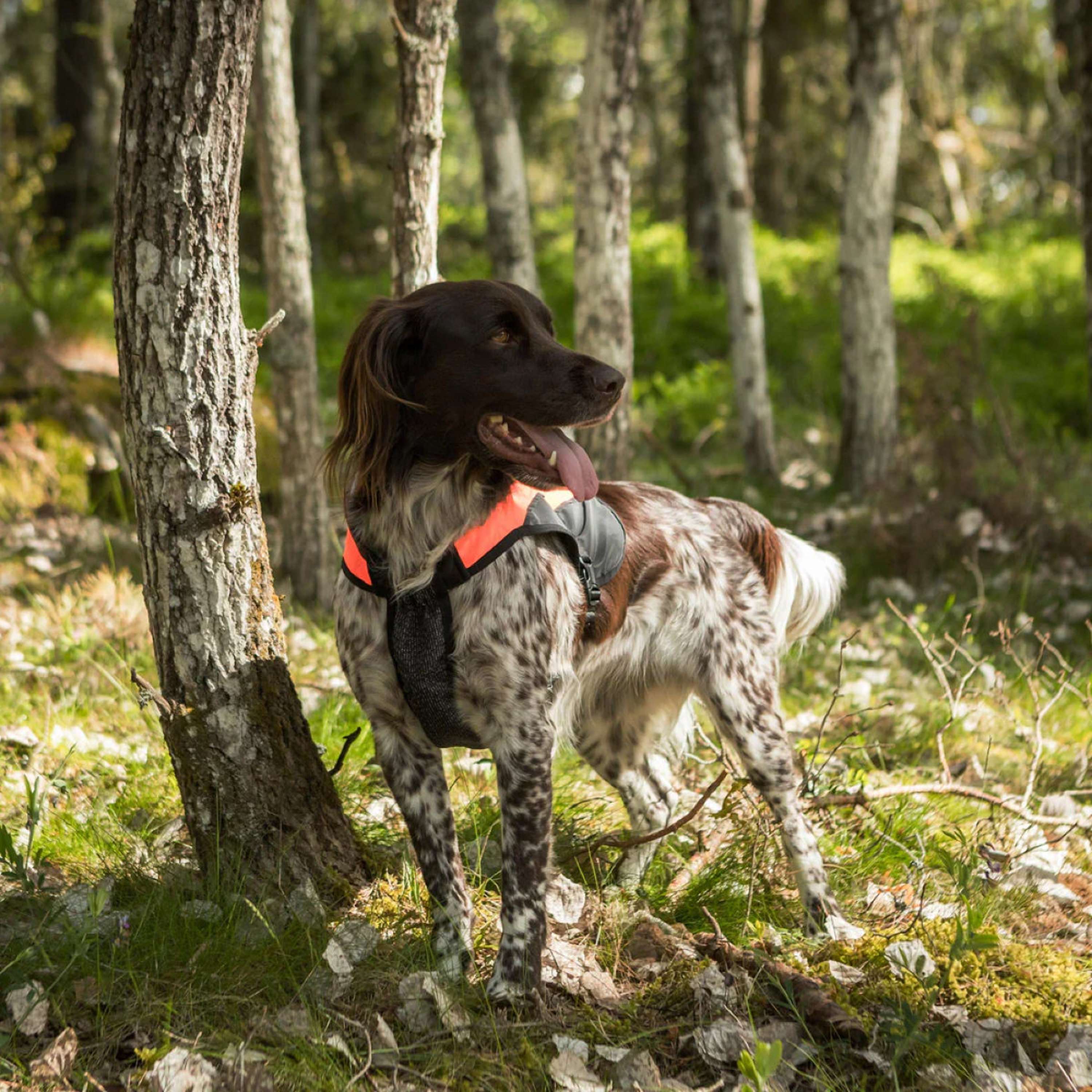 Back on Track Dog Coat TRAKK Reflective Orange