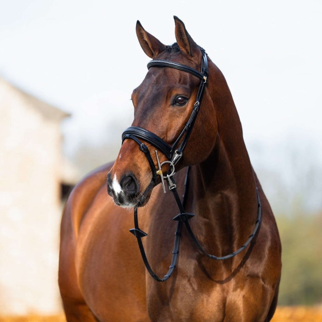 BR Bridle Seaford Black/Silver