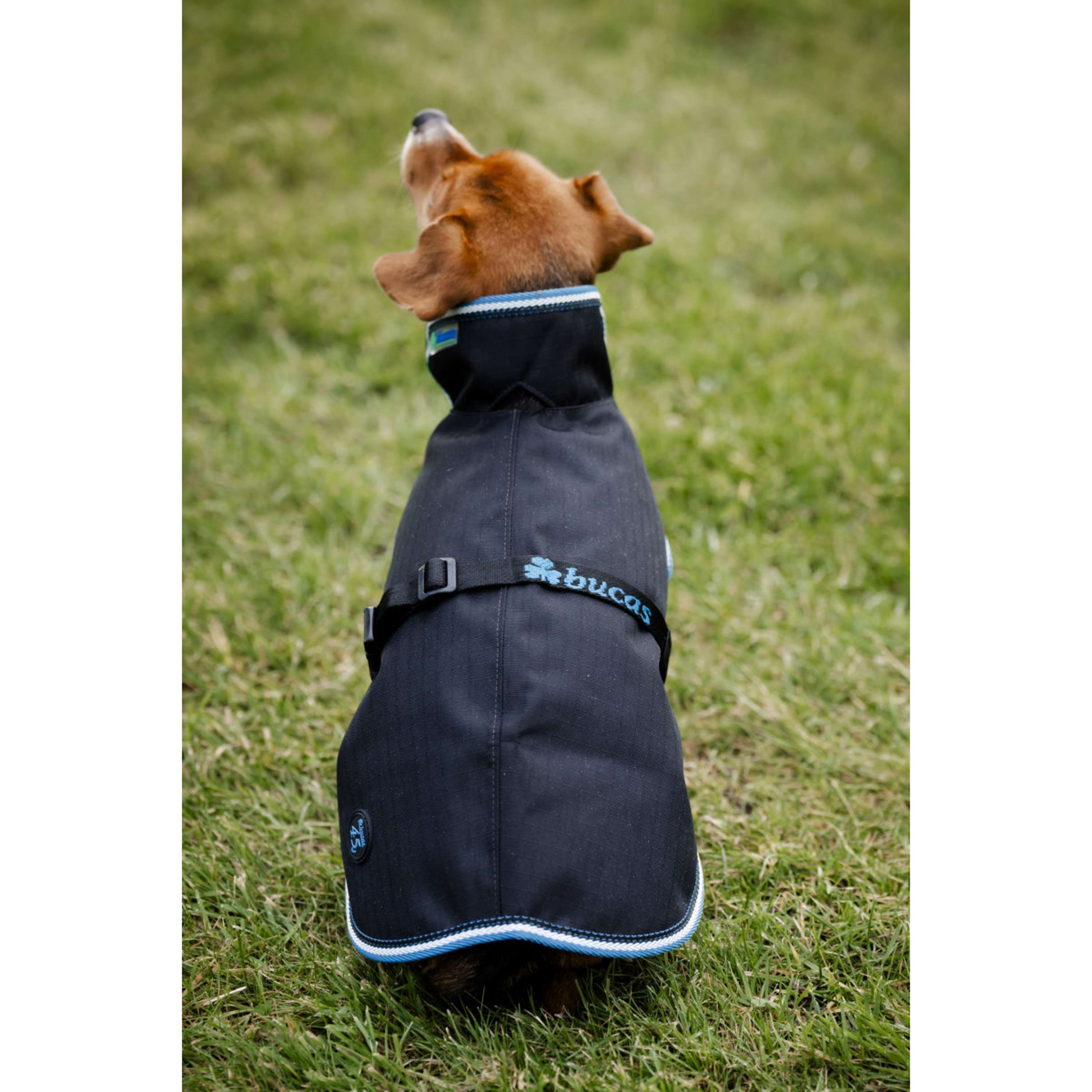 Bucas Anniversary Dog Rug Sapphire