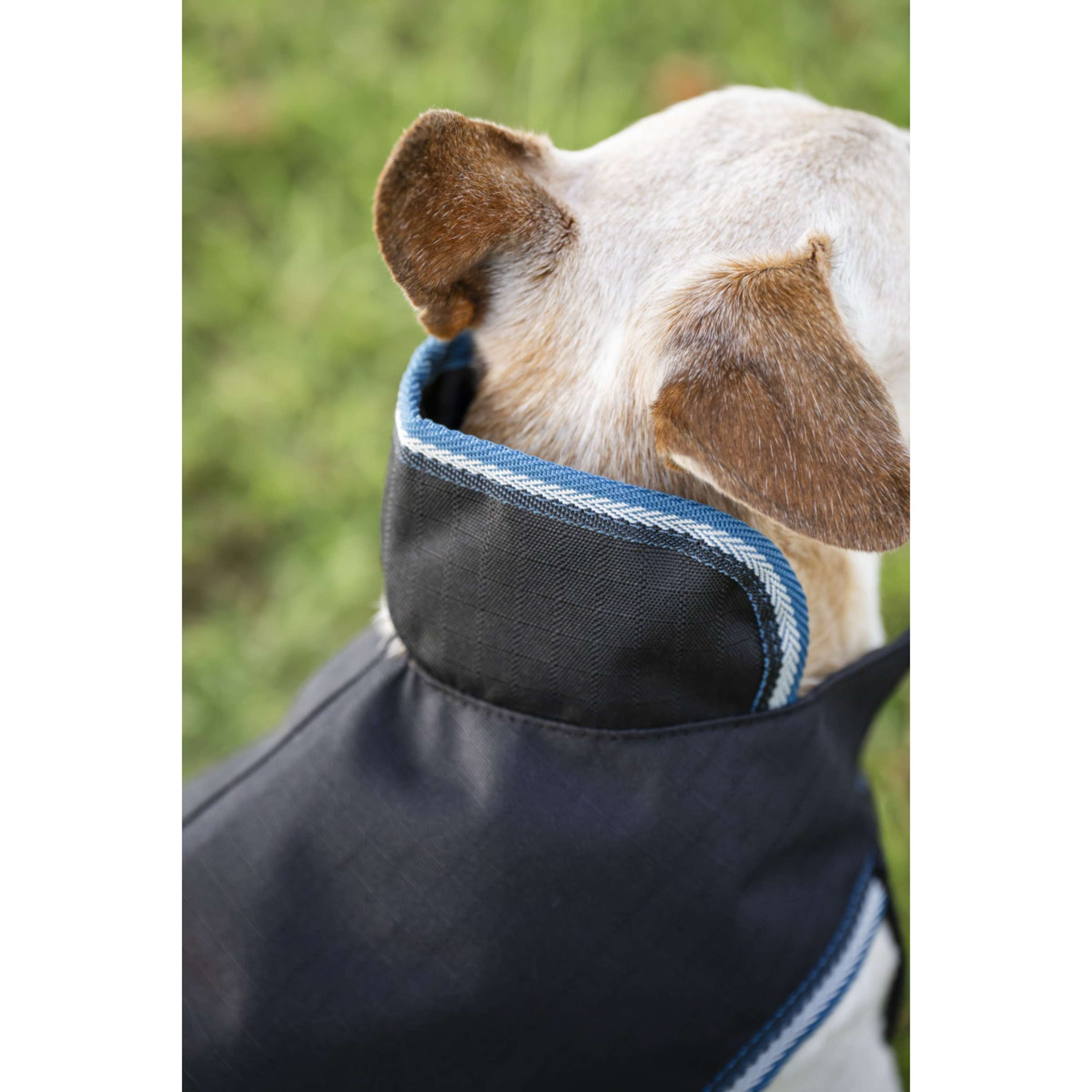 Bucas Anniversary Dog Rug Sapphire
