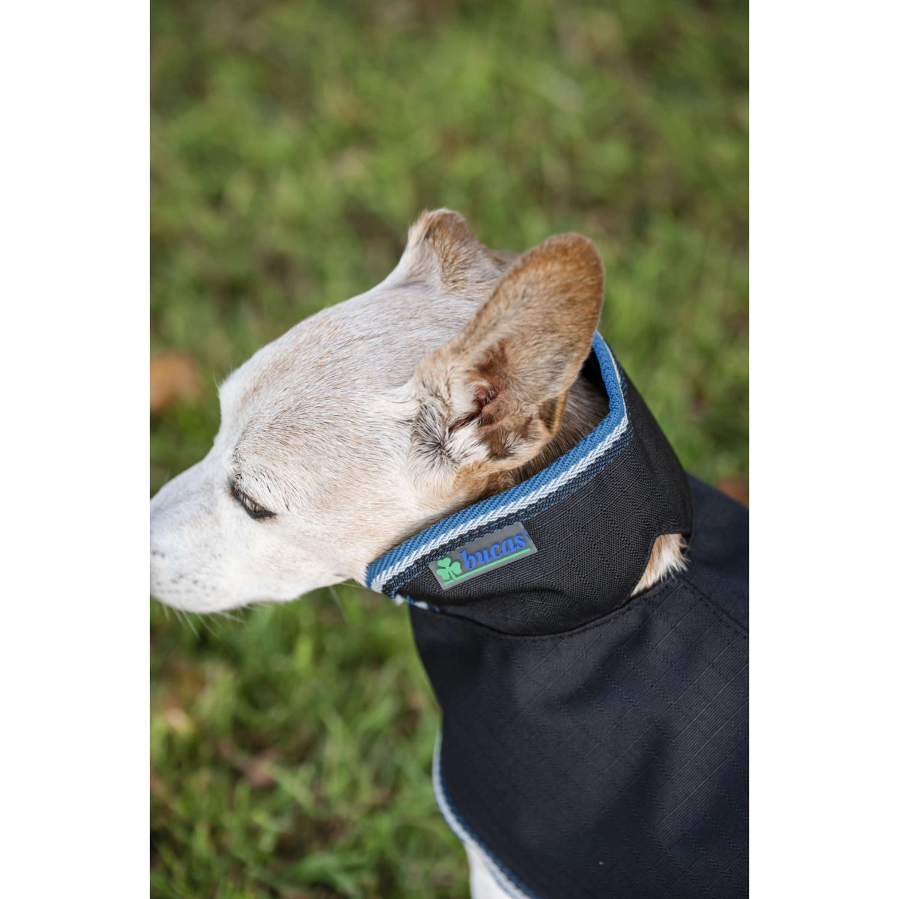 Bucas Anniversary Dog Rug Sapphire