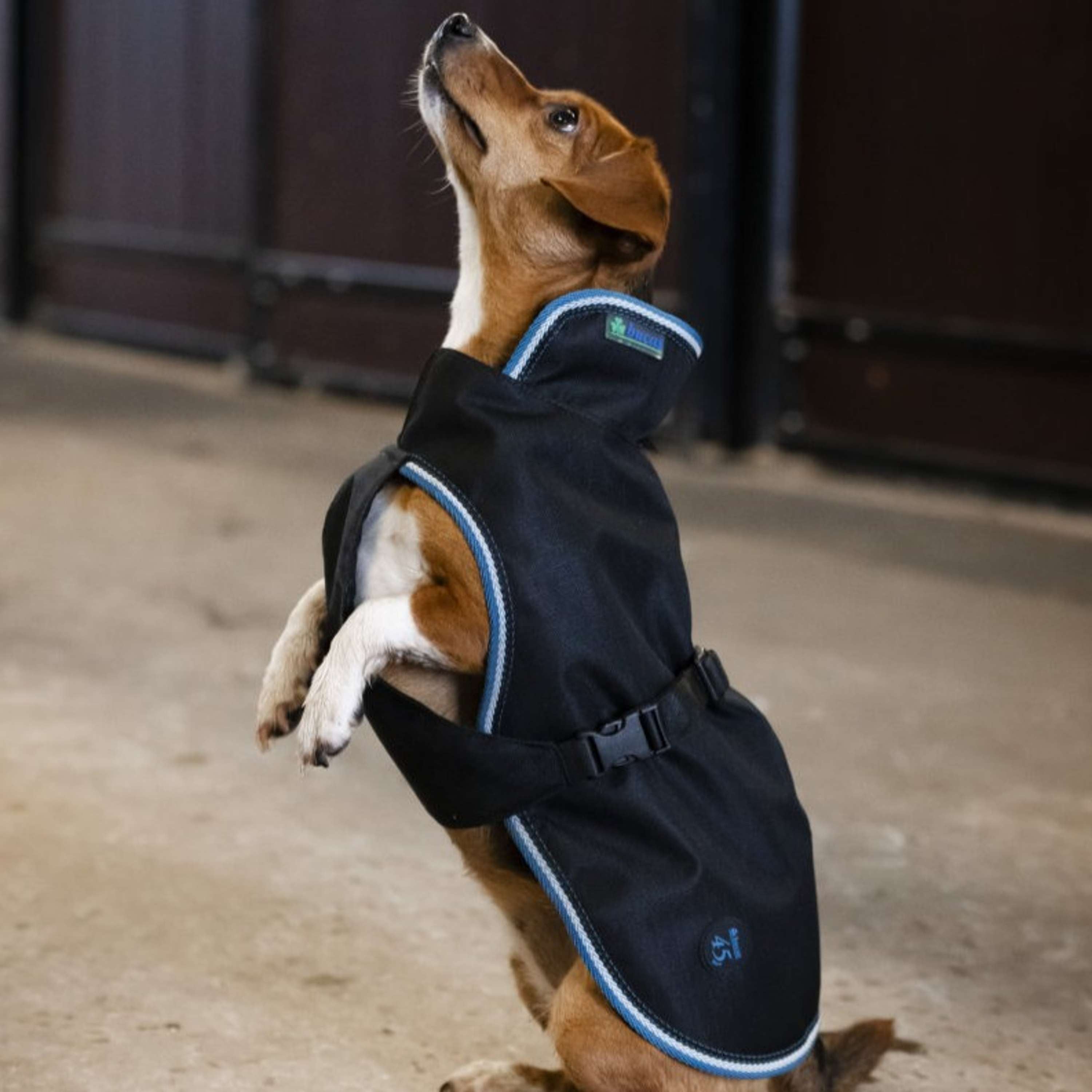Bucas Anniversary Dog Rug Sapphire