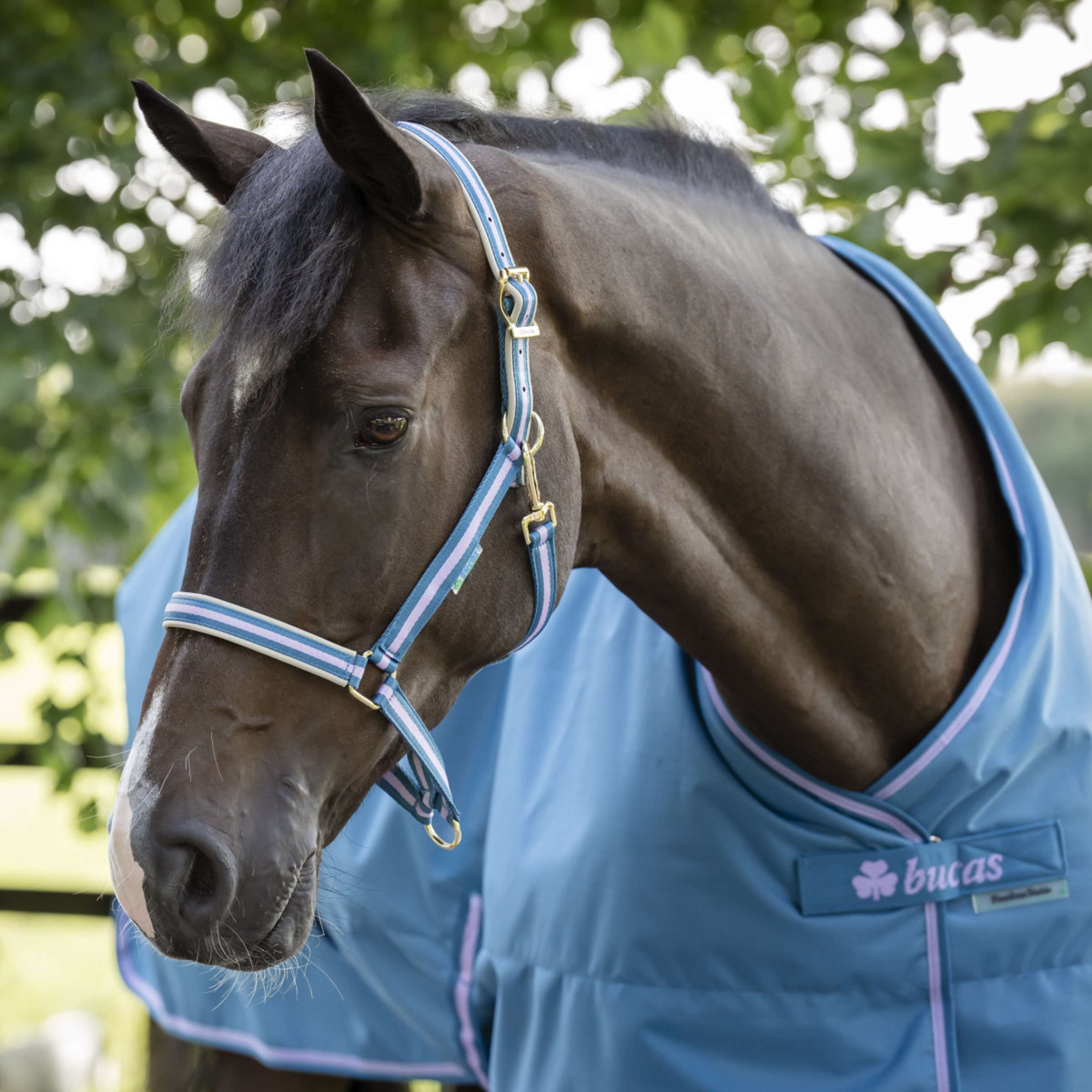 Bucas Halter Dublin Foal Blueberry