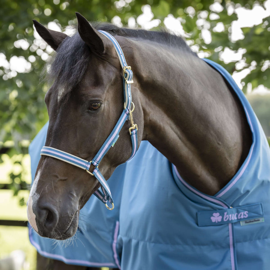 Bucas Halter Dublin Foal Blueberry