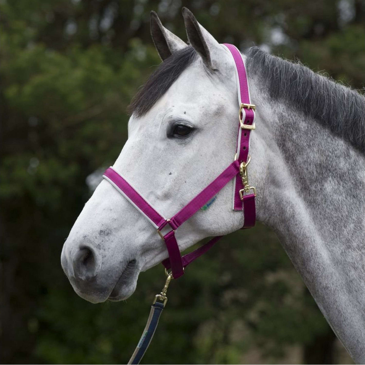 Bucas Halter Dublin Berry/Silver