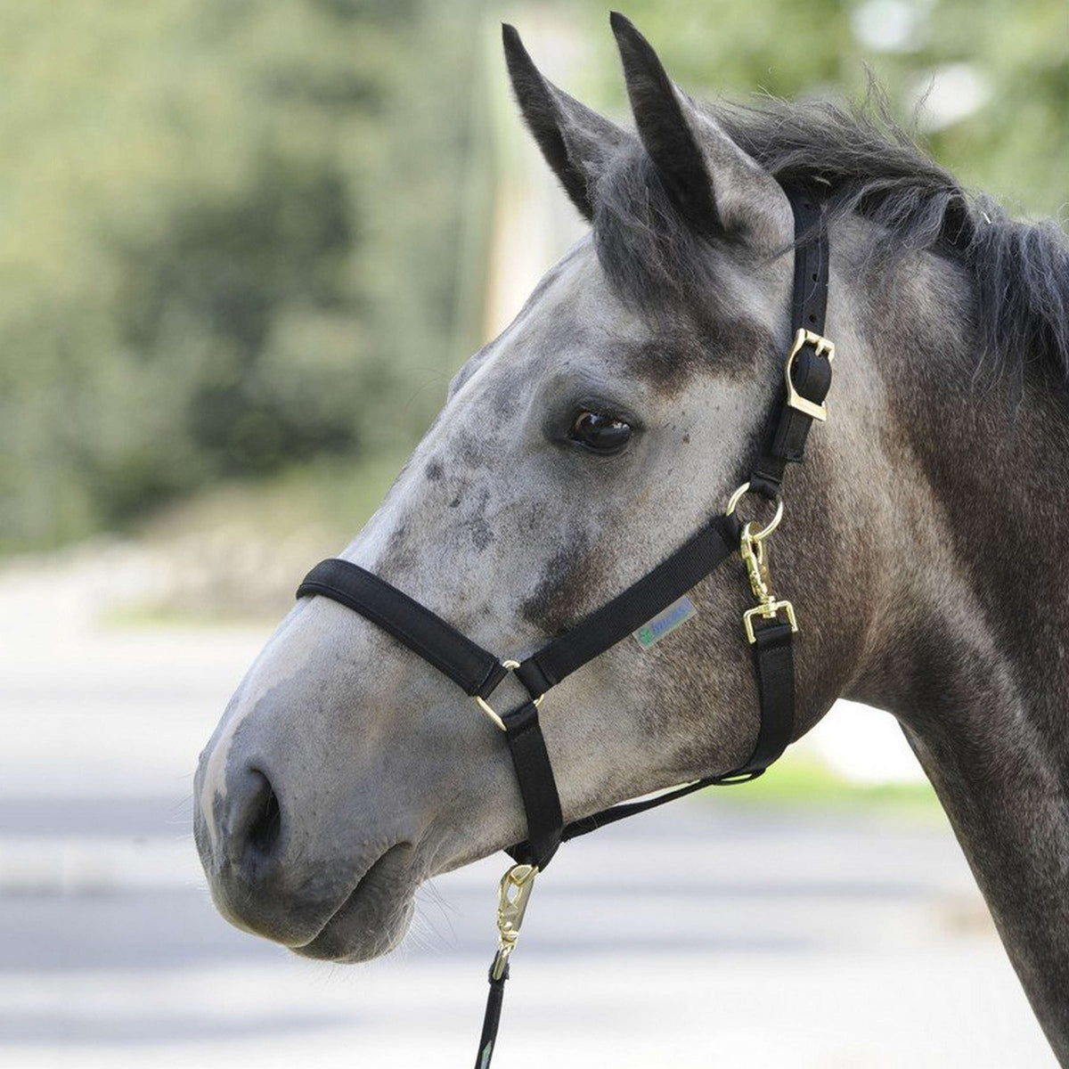 Bucas Halter Dublin Foal Black