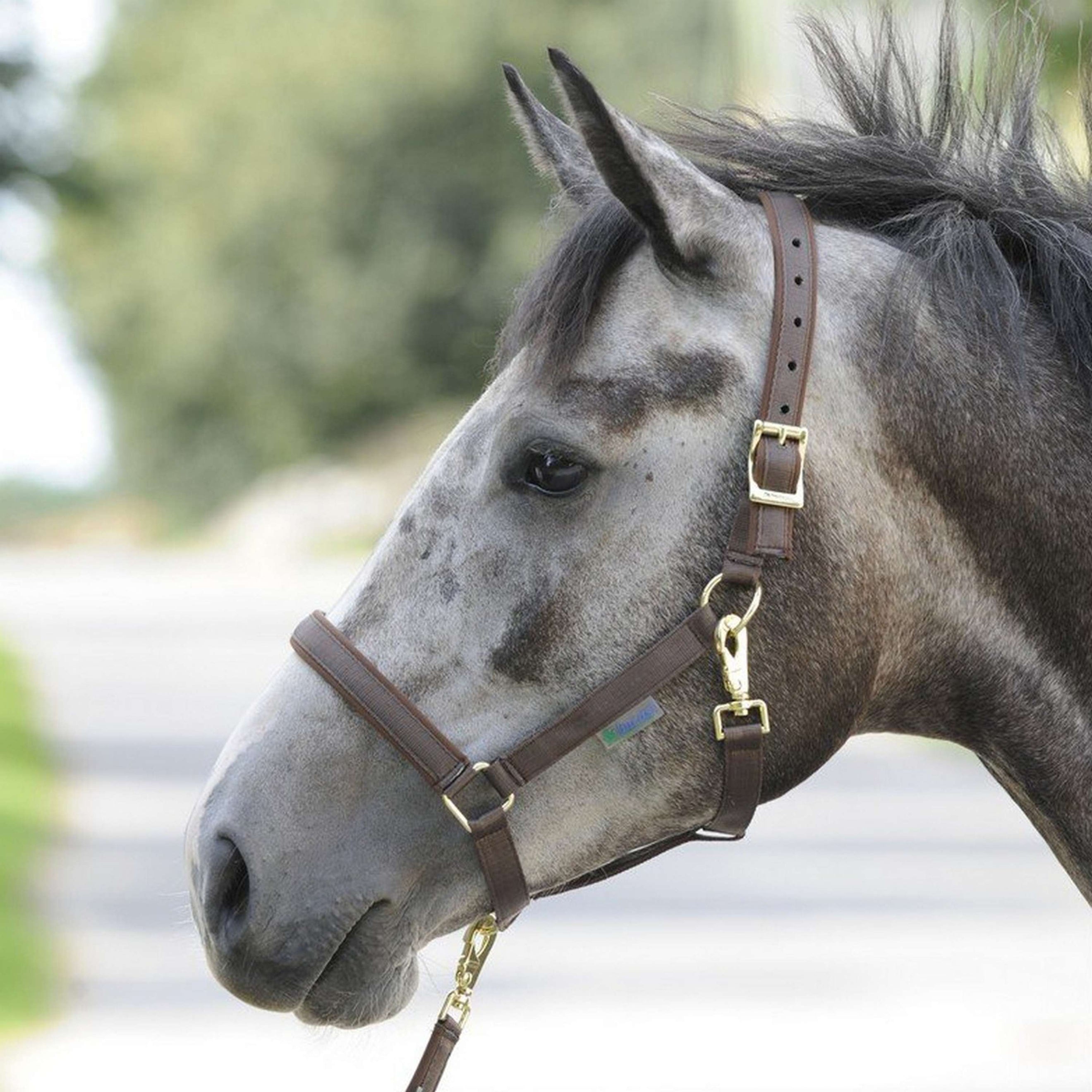 Bucas Halter Dublin Foal Brown