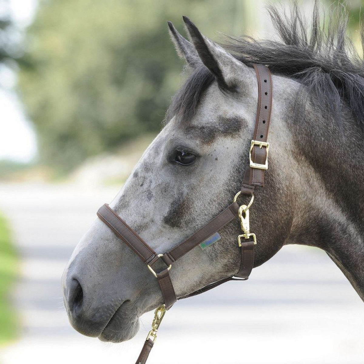 Bucas Halter Dublin Brown