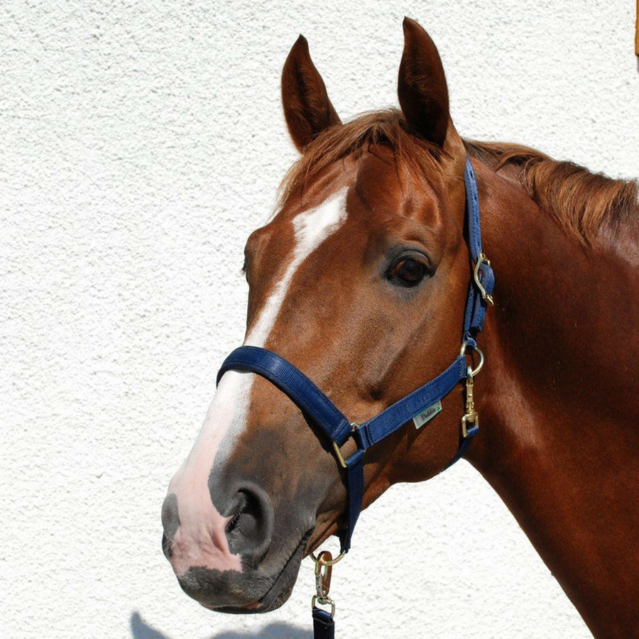 Bucas Halter Dublin Foal Navy
